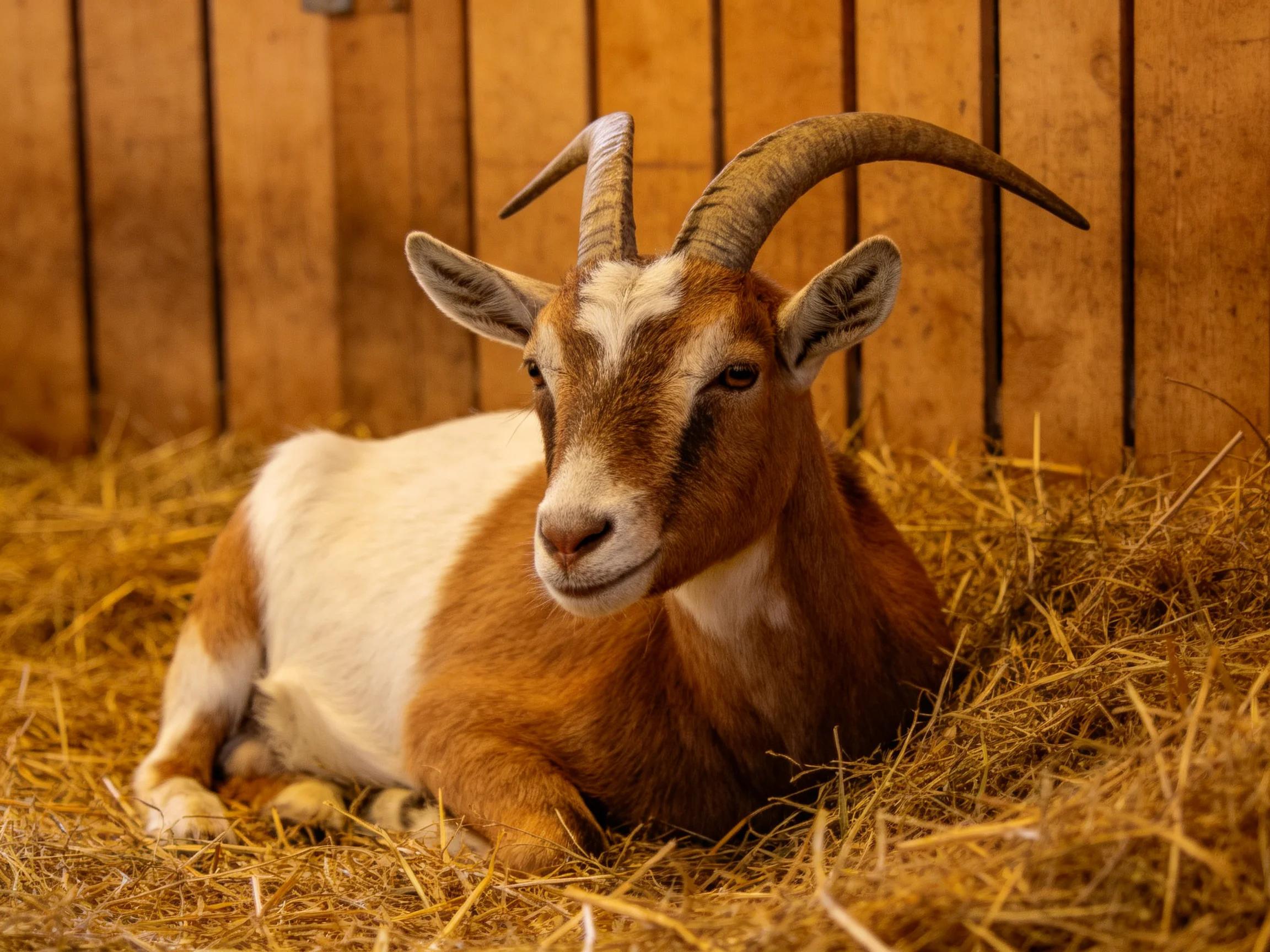 Brown and white goat resting on golden straw near wooden fence