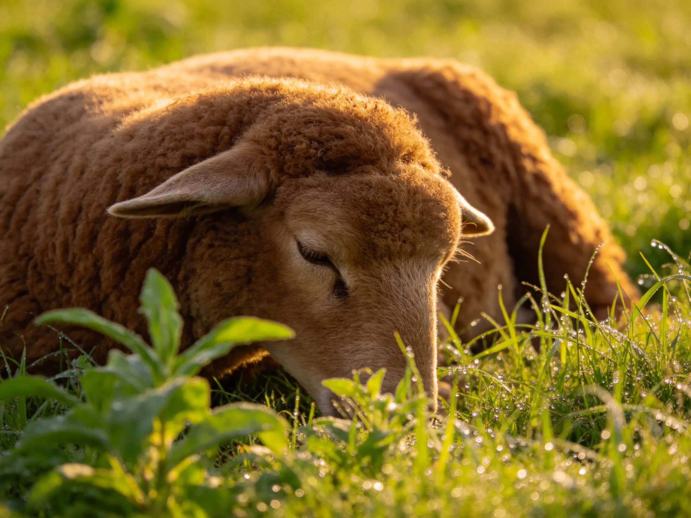 Brown sheep resting in dewy grass with golden light