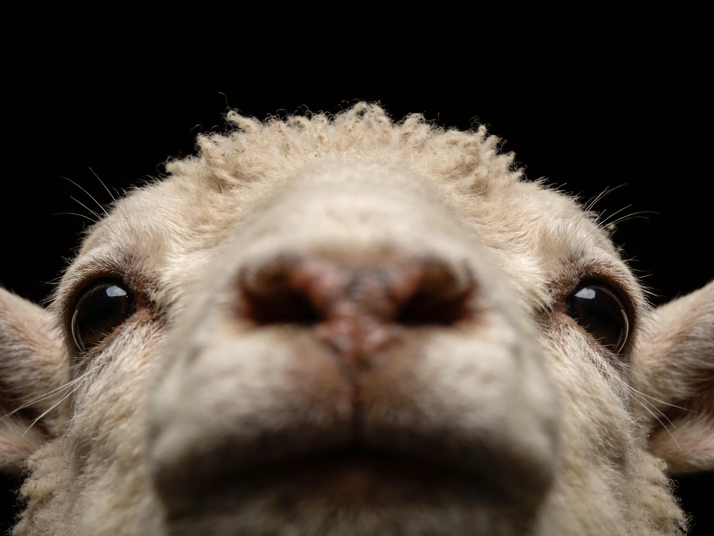 Close-up of a sheep’s face with soft, curly white wool