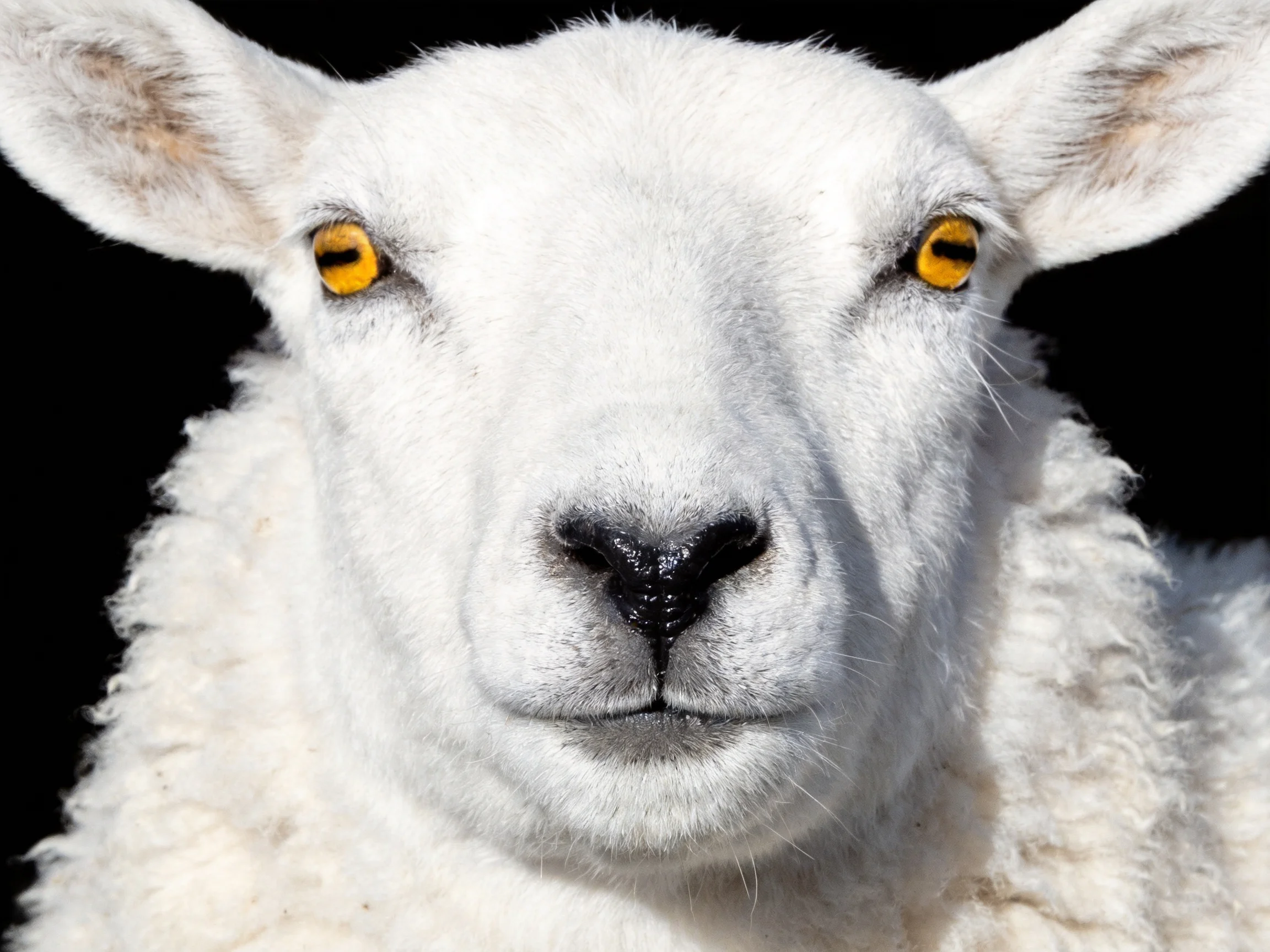 Close-up of a white lamb with vivid yellow eyes and soft wool texture