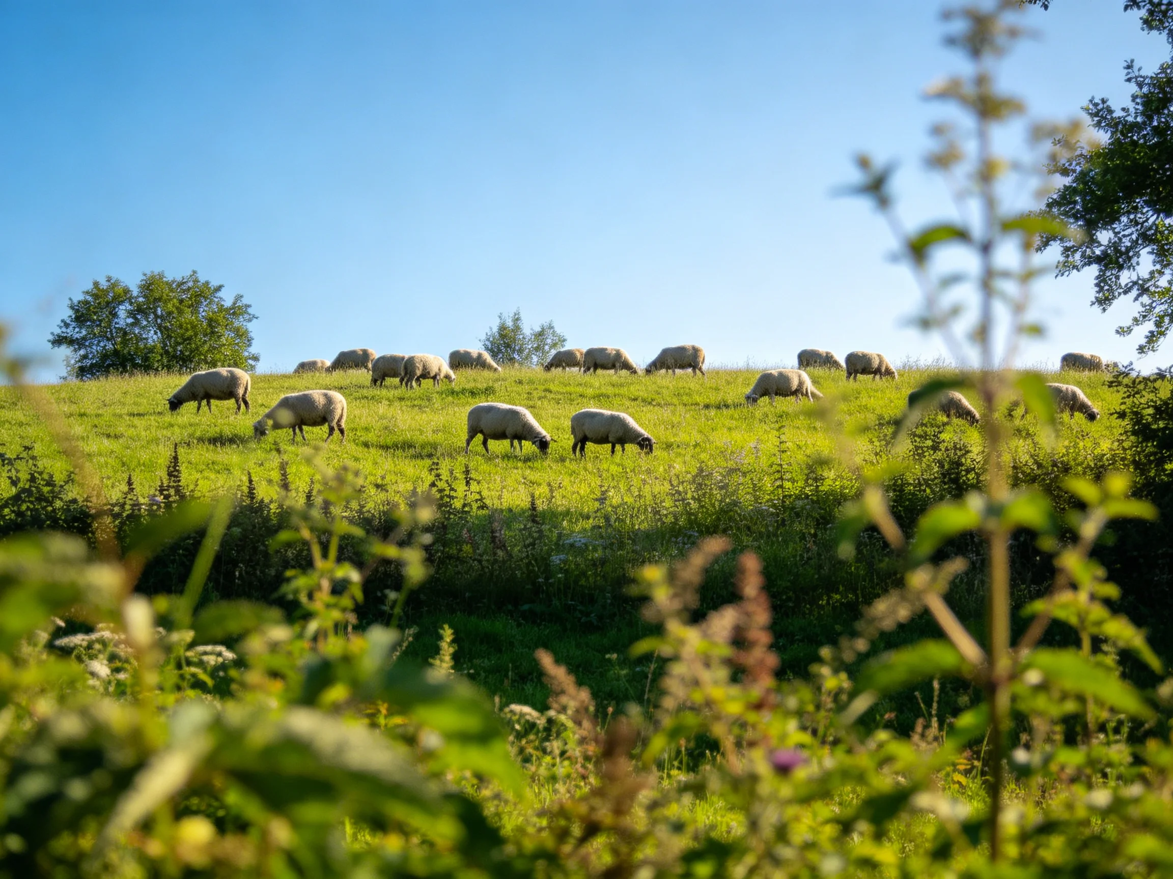 Sheep graze in a sunlit green pasture with surrounding vegetation.