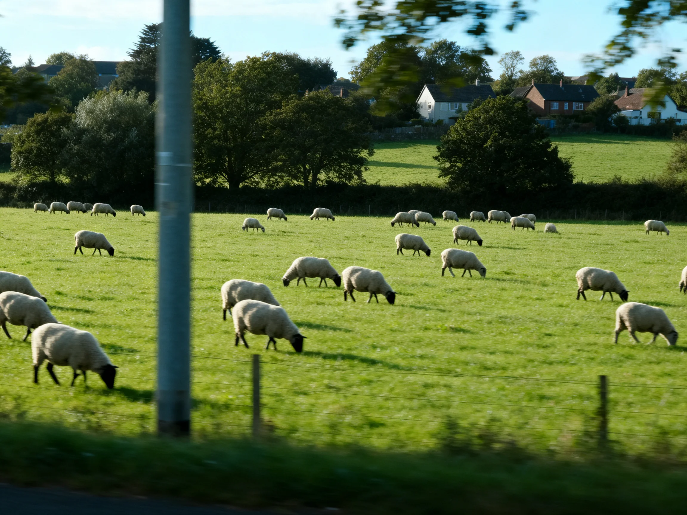 A flock of sheep grazes in a green pasture with nearby homes.