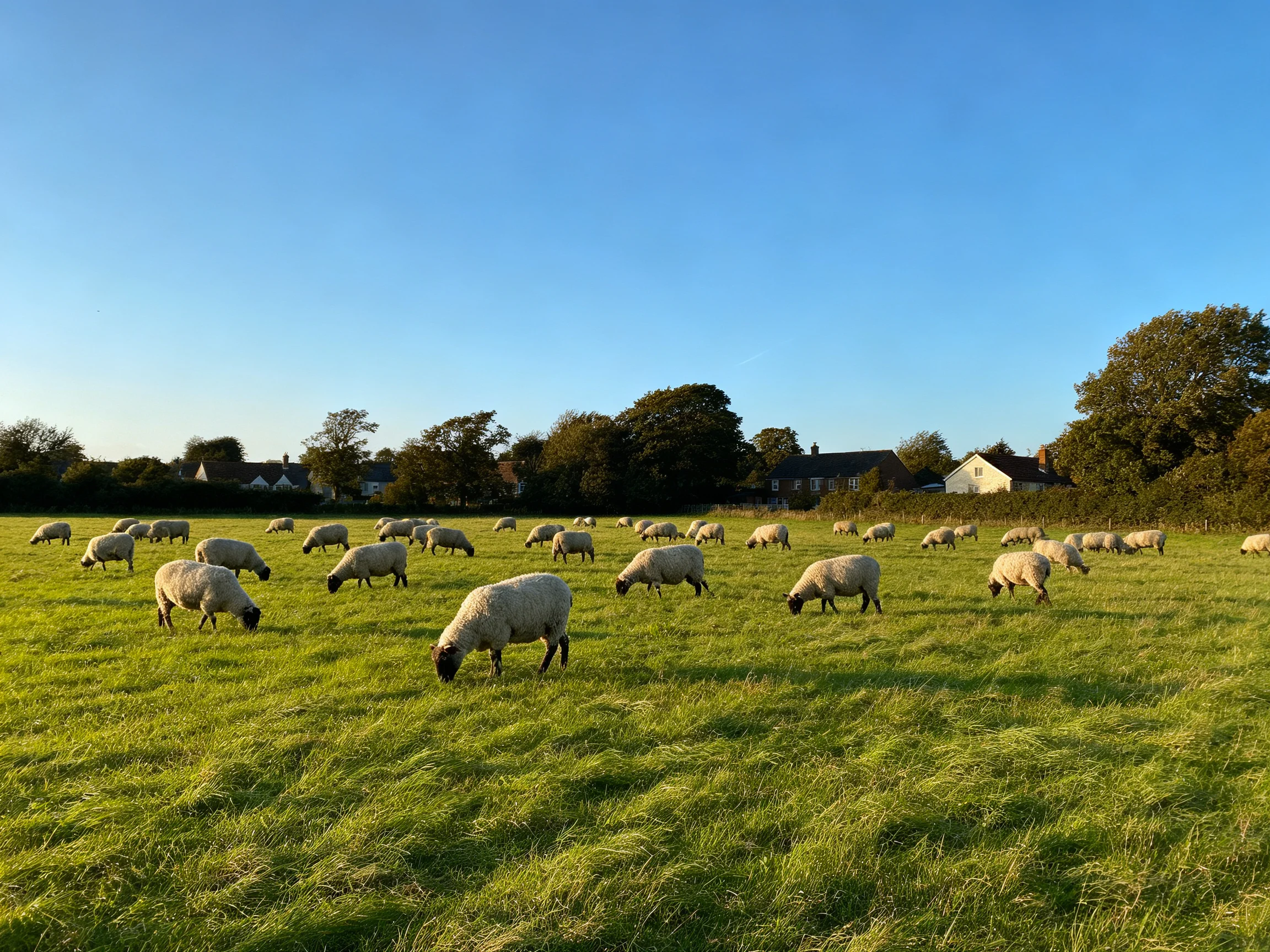 Flock of sheep grazing in lush green pasture near rural homes