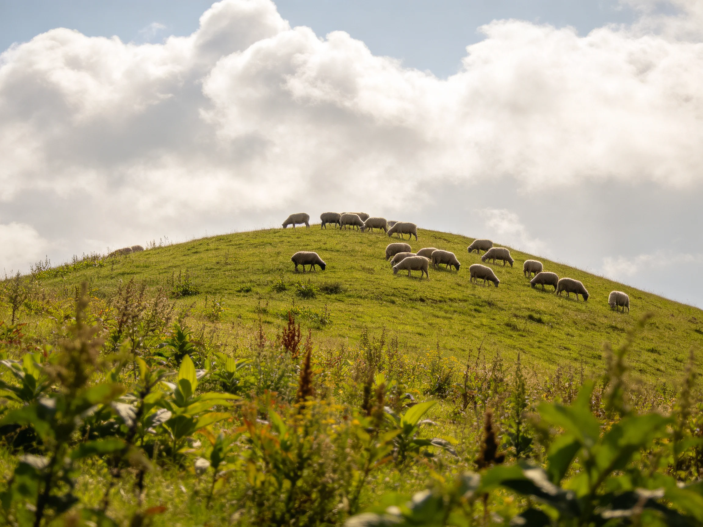 Flock of sheep grazing on a verdant hilltop beneath billowy clouds