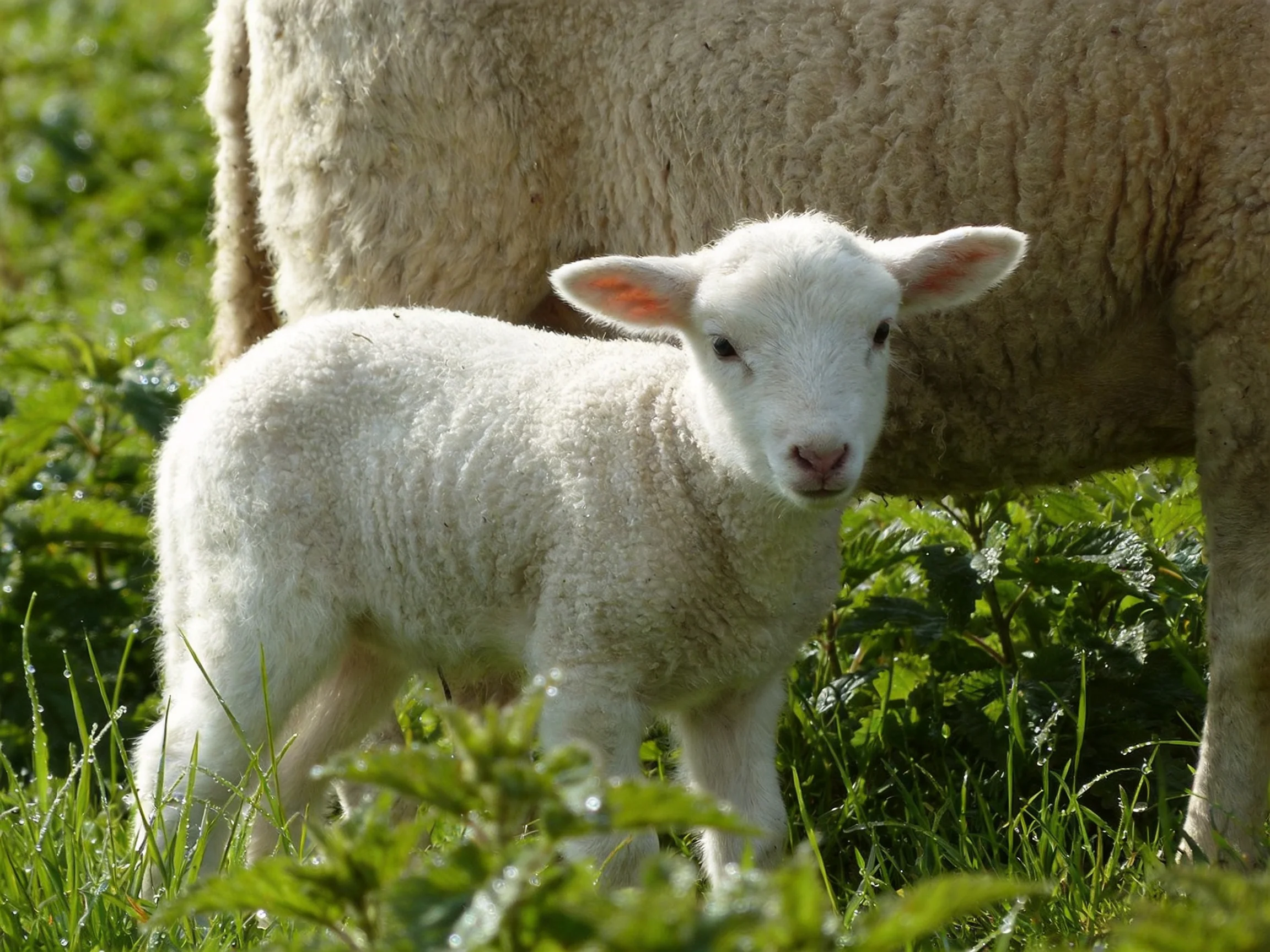 A small white lamb stands beside a large brown sheep in a green fieldadow.