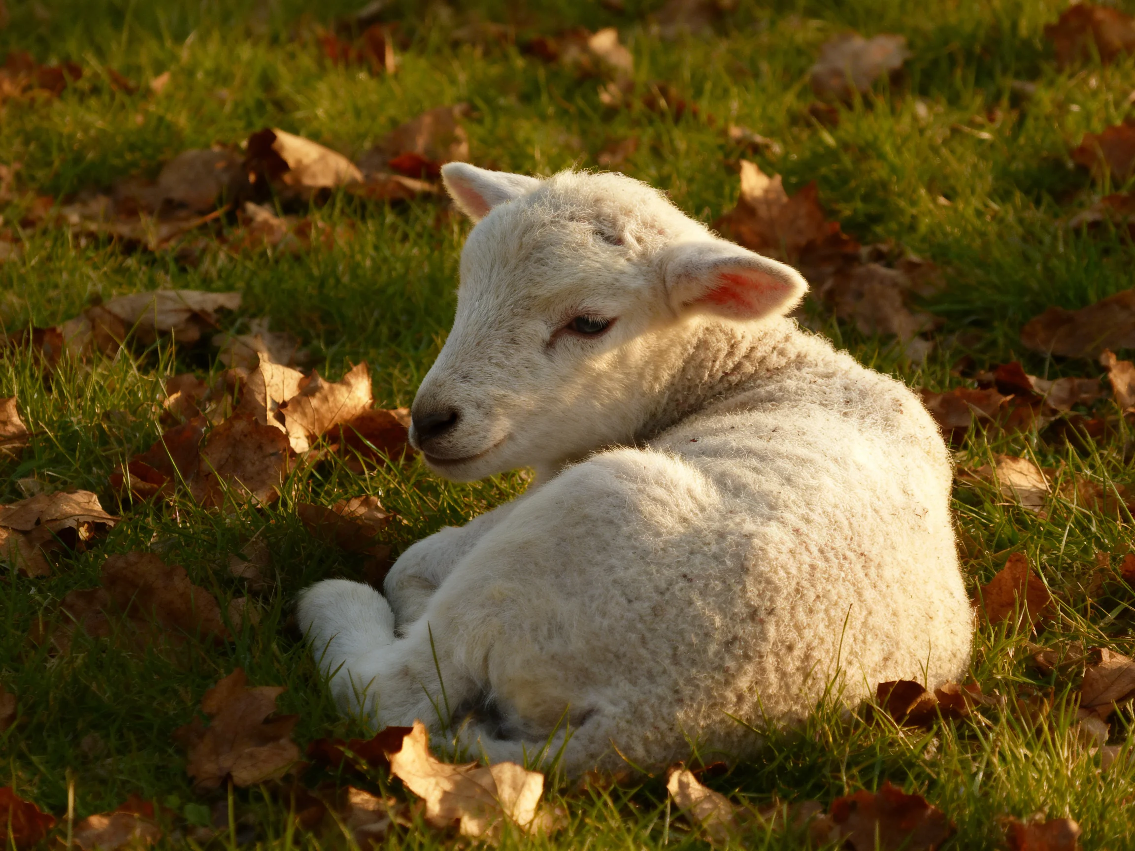 A white lamb rests peacefully among green grass and brown leaves.