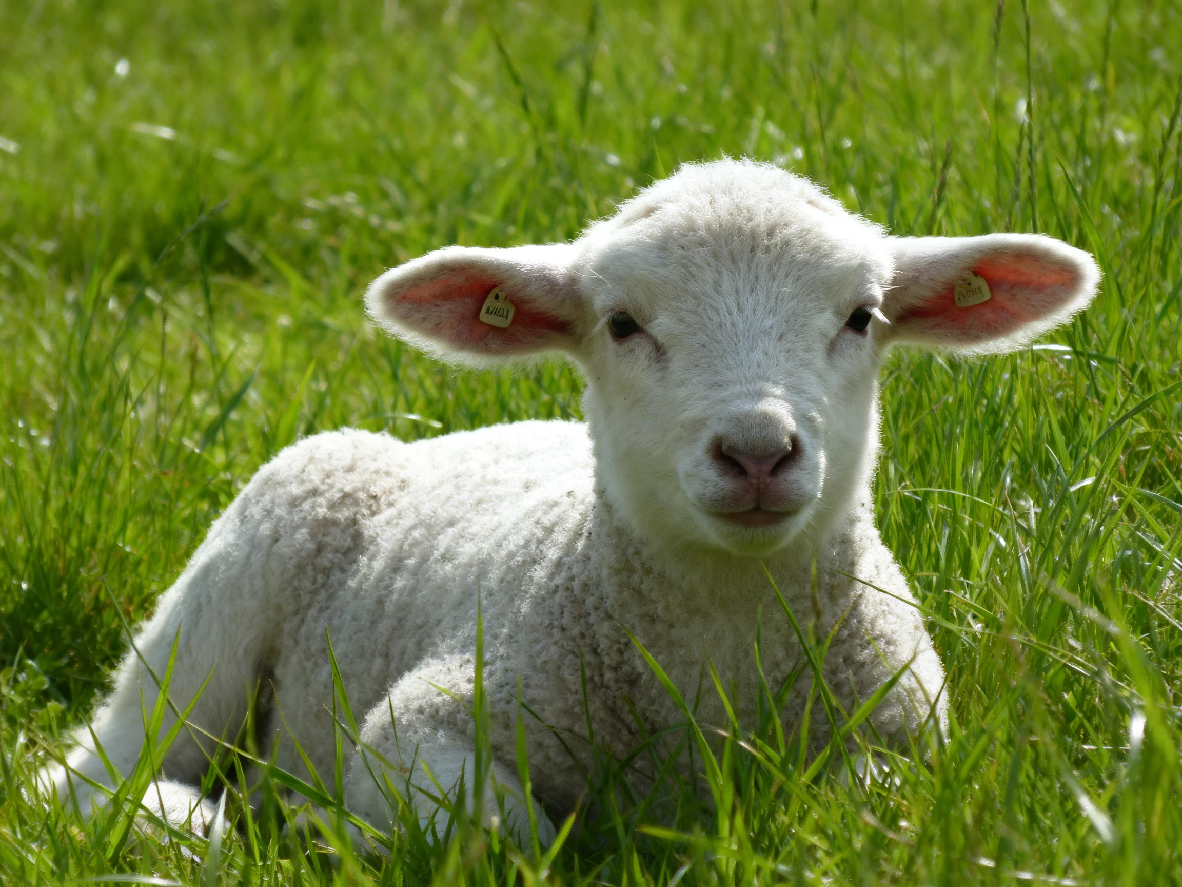 A young white lamb rests calmly among tall green grass.