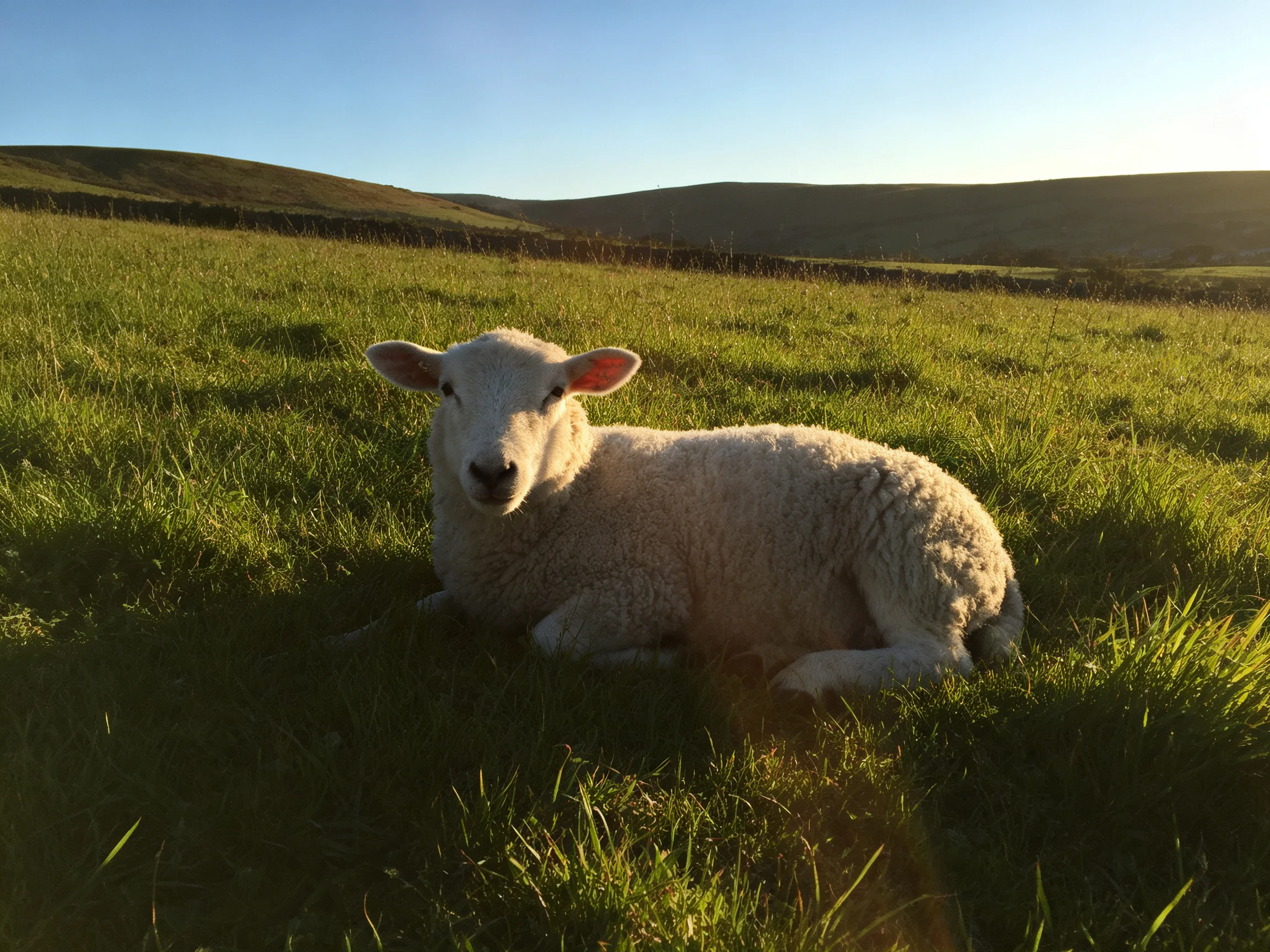 Fluffy white lamb resting in a sunlit green pasture