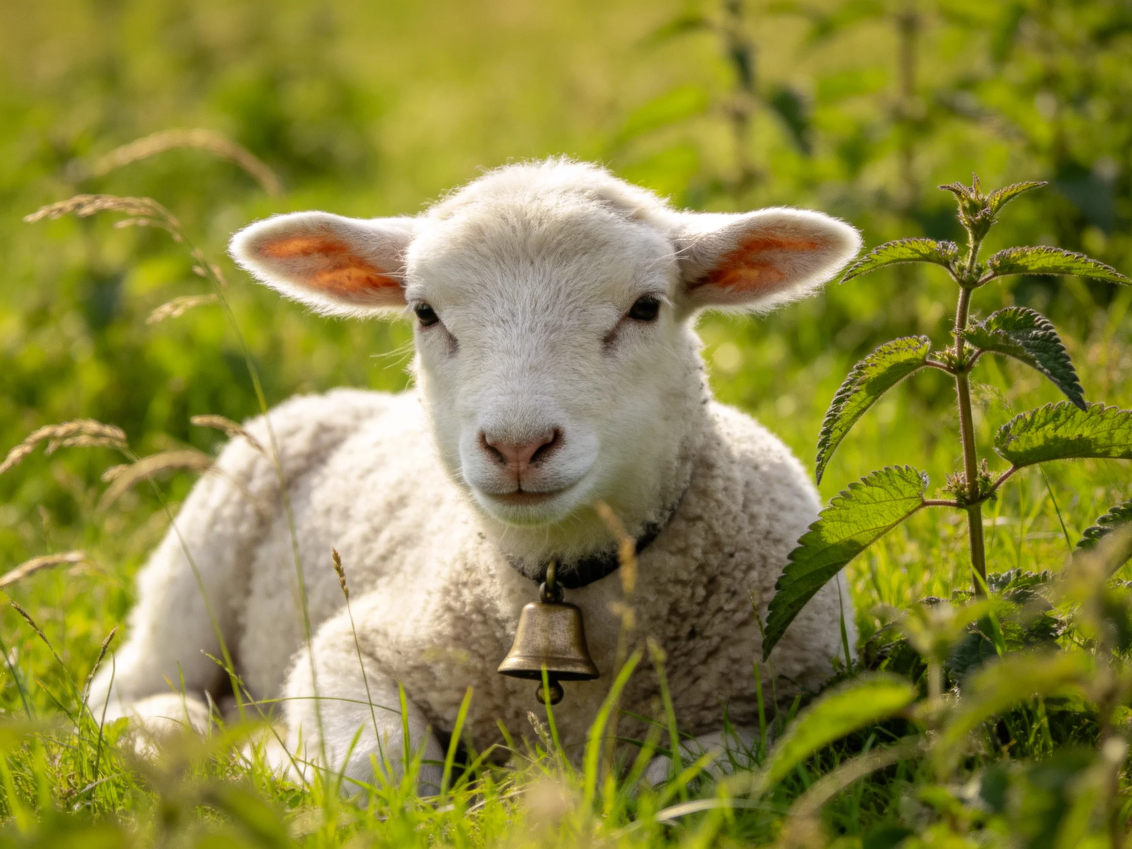 Fluffy white lamb resting in lush green meadow with bell