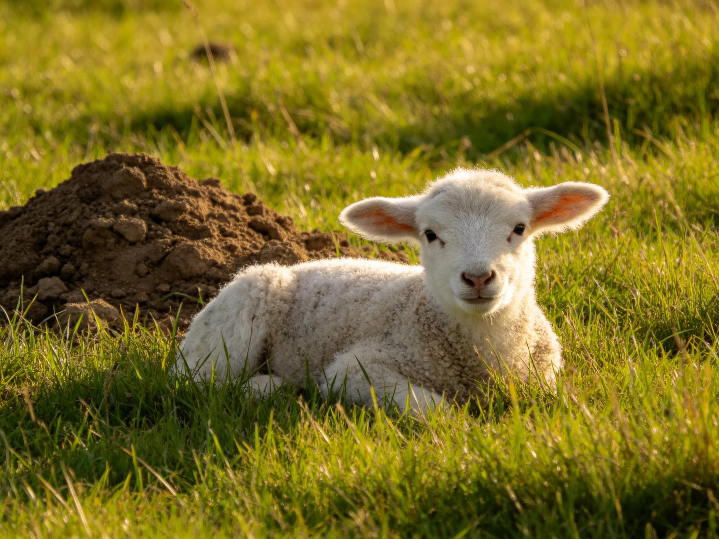 A young white lamb rests beside a dirt mound in a sunlit grassy field.