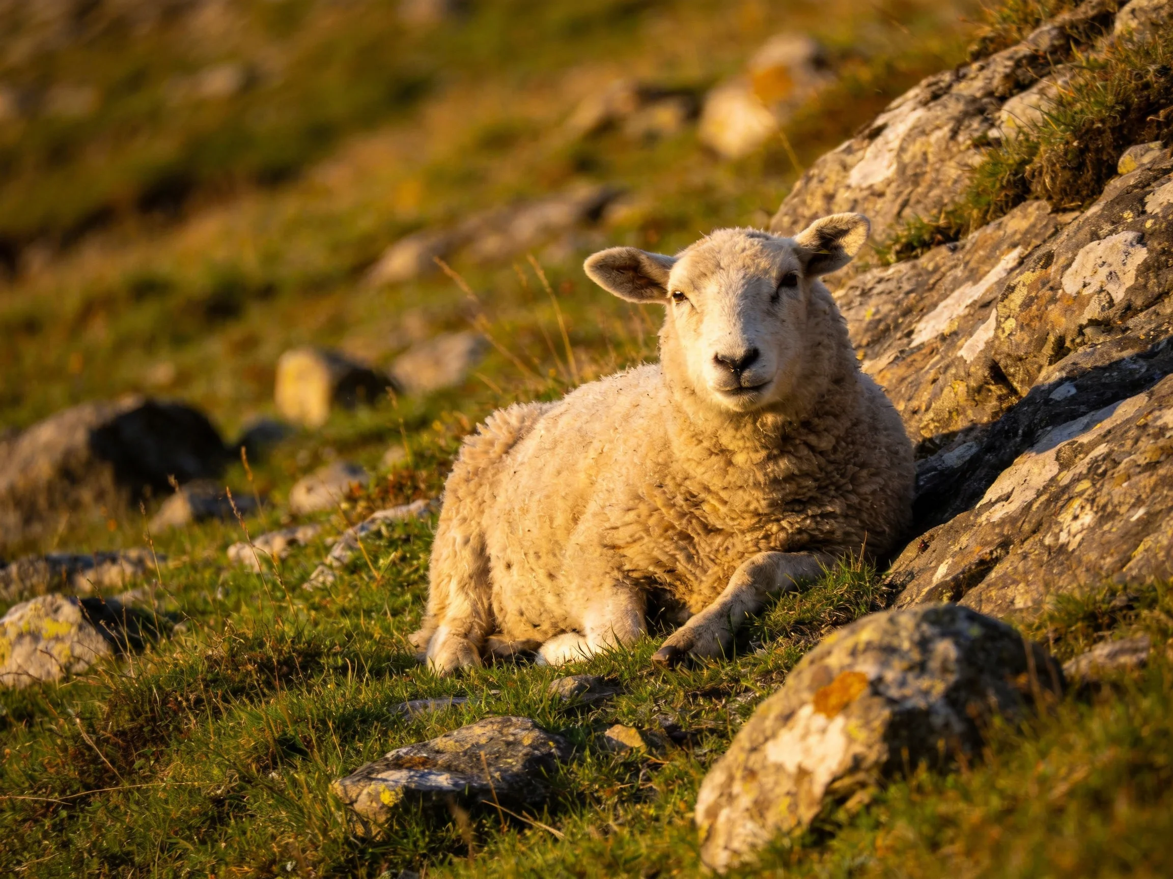 A white lamb relaxes on a rocky, grassy hillside under warm sunlight.
