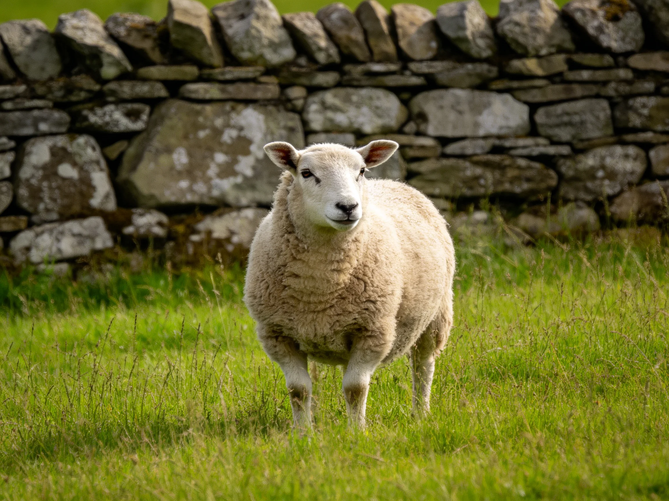 A single sheep stands in a grassy area adjacent to an aged stone wall.