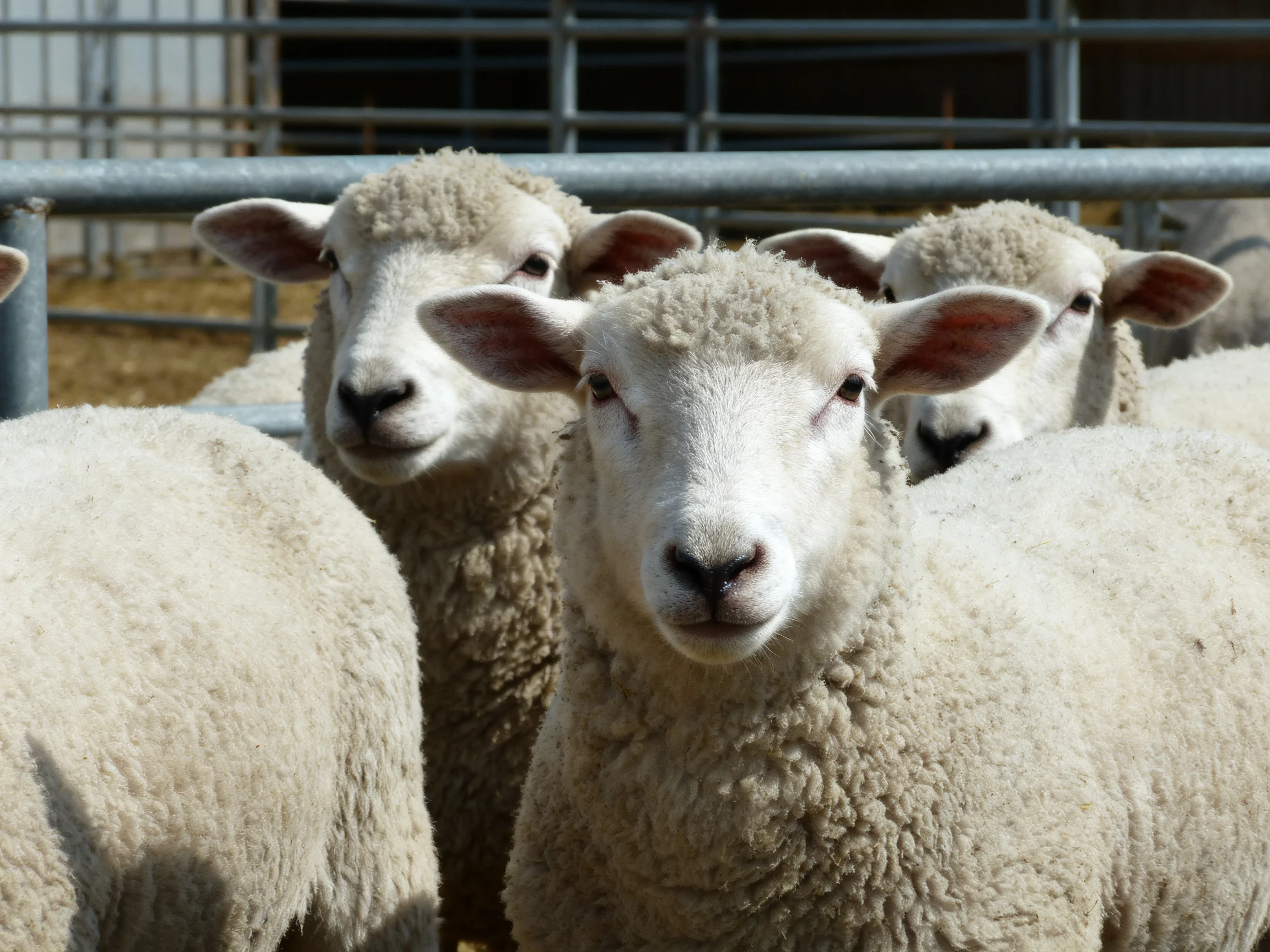 Fluffy white sheep cluster near metal fencing in an outdoor enclosure.