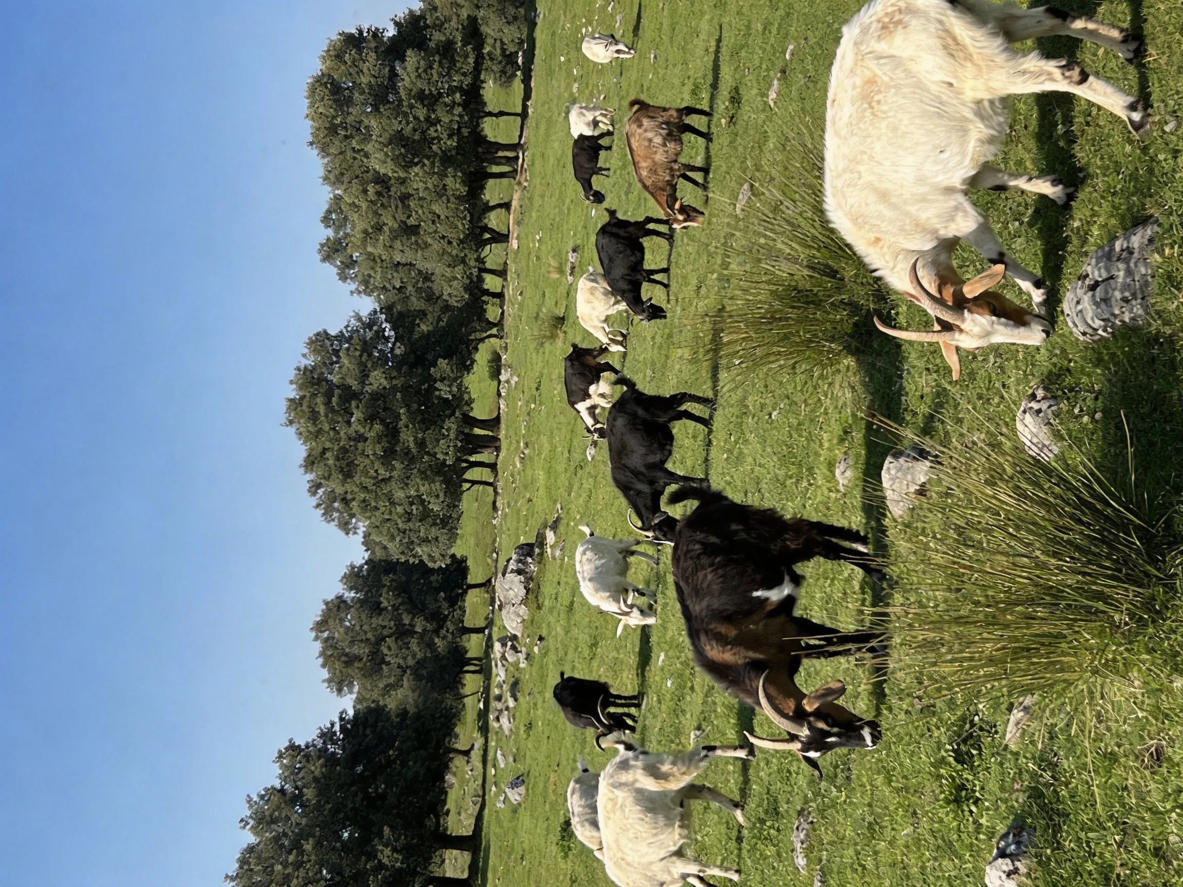 Goats grazing in a lush green pasture near tall trees