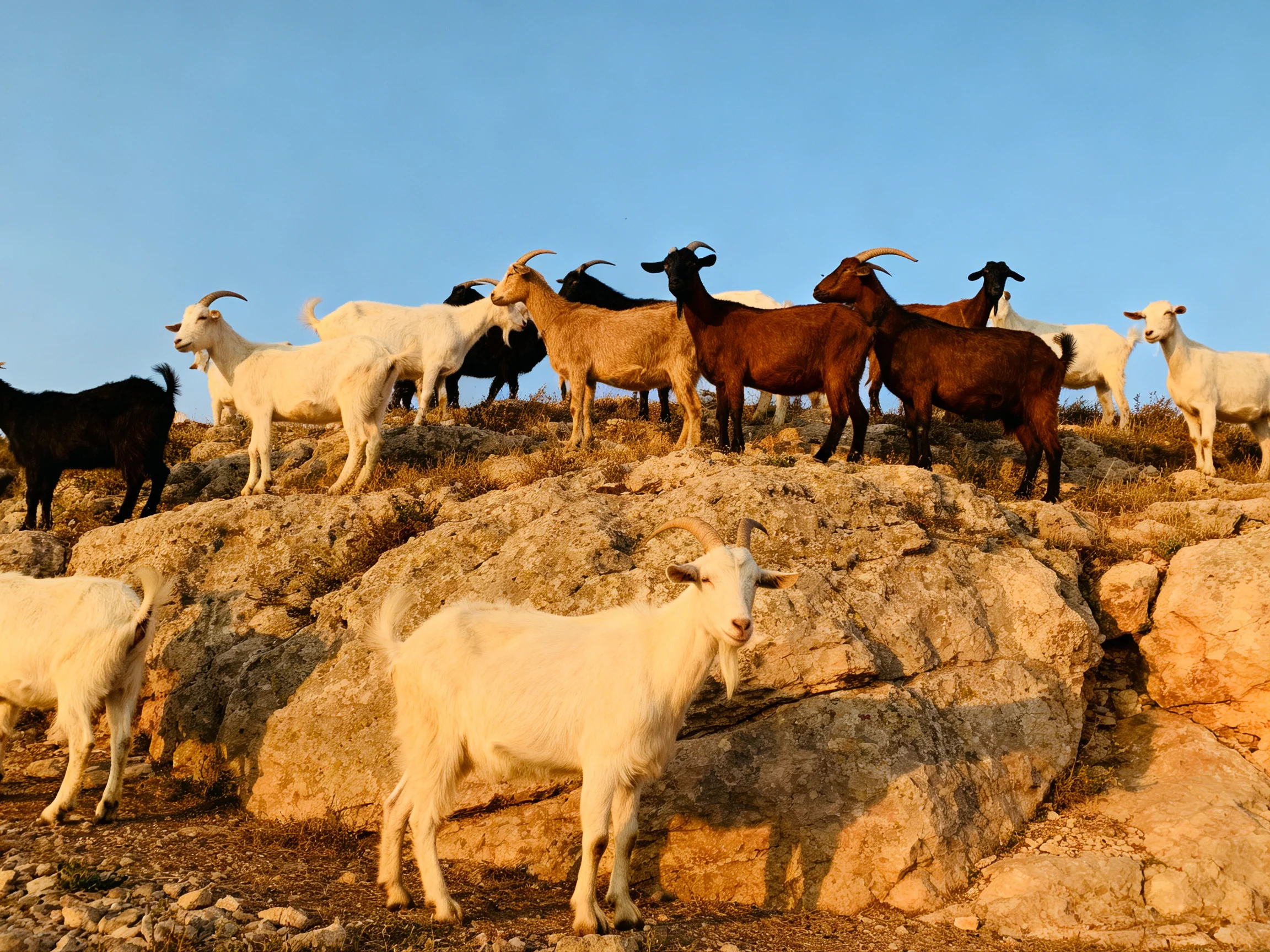 Goats of various colors on rocky hillside
