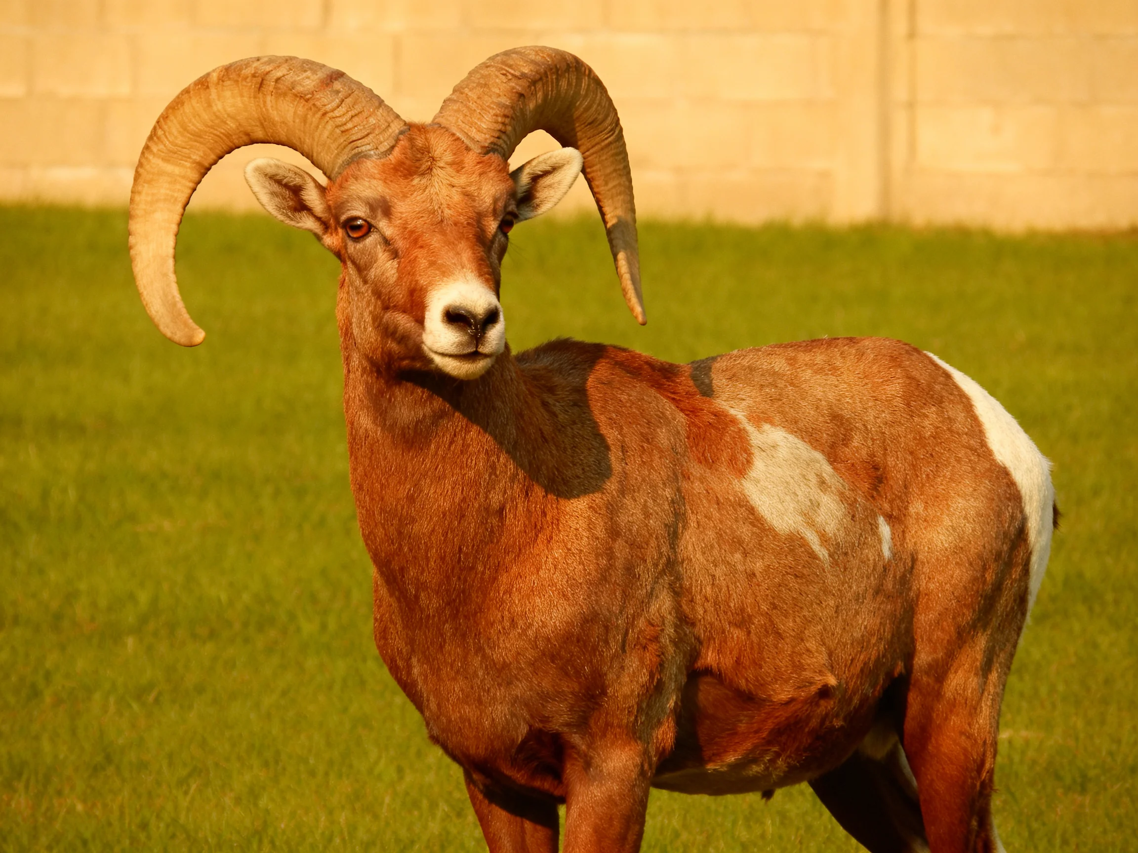 Large brown bighorn sheep with curved horns standing on green grass