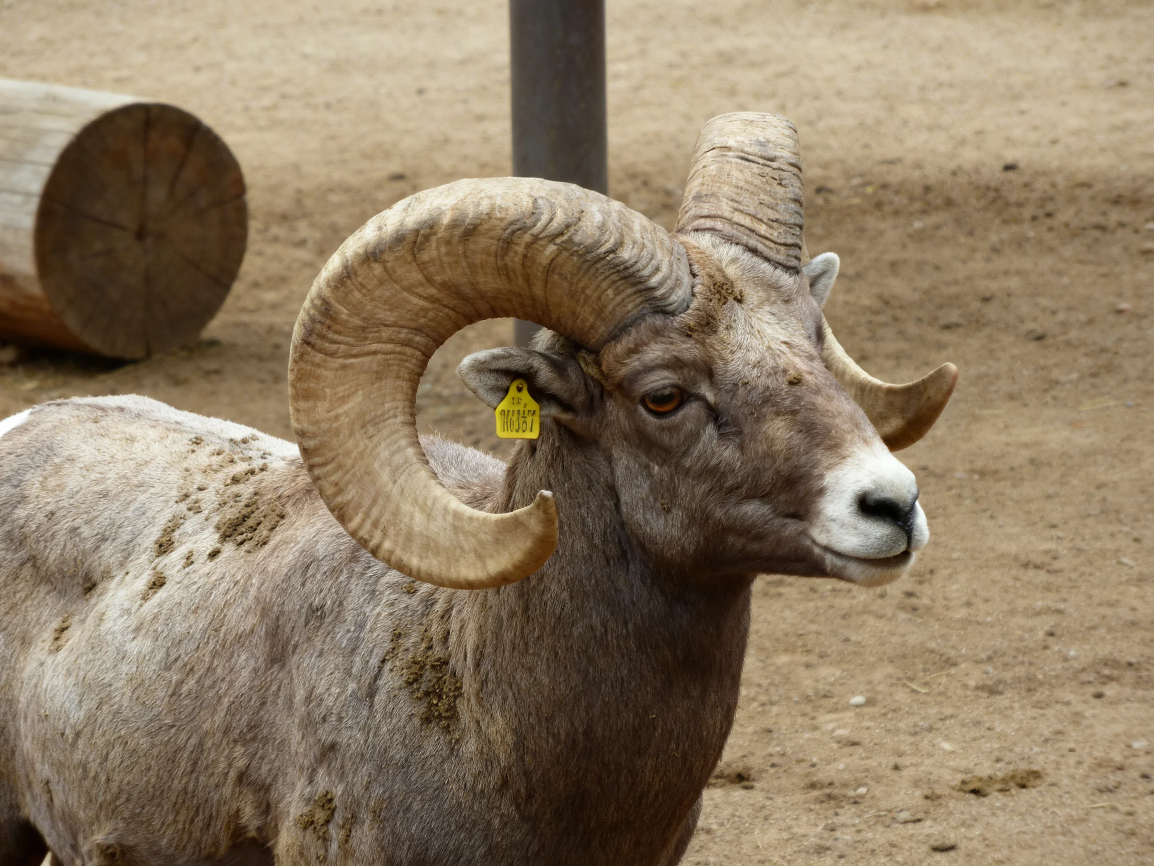 Large horned ram with curved tan horns and gray fur