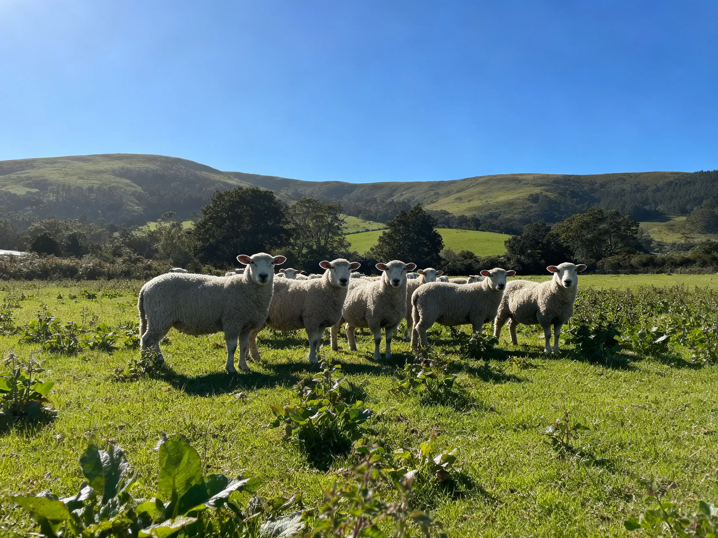 Seven sheep gather in a sunlit green meadow with rolling hills