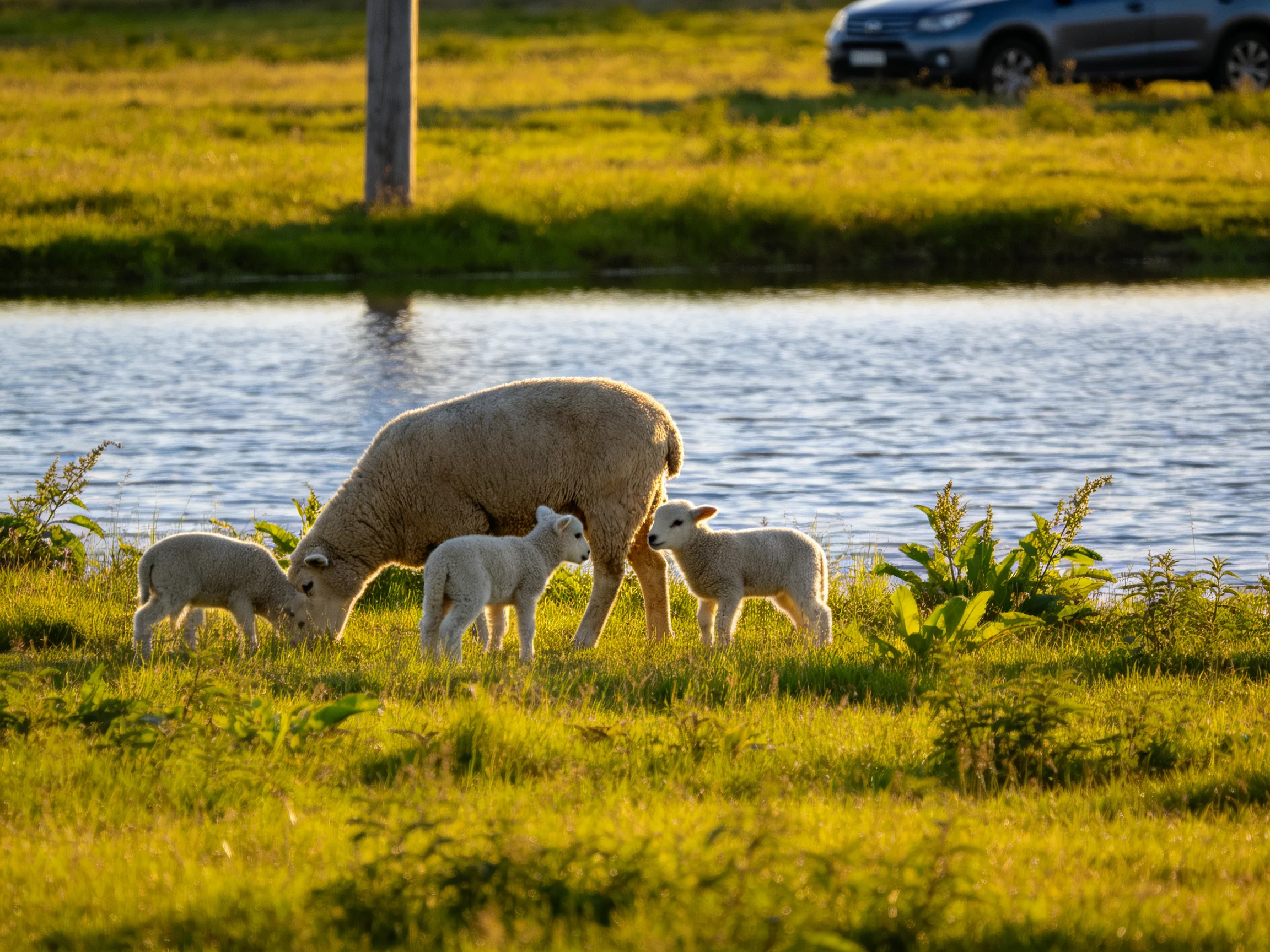Sheep and lambs graze by a calm waterway in golden-hour light