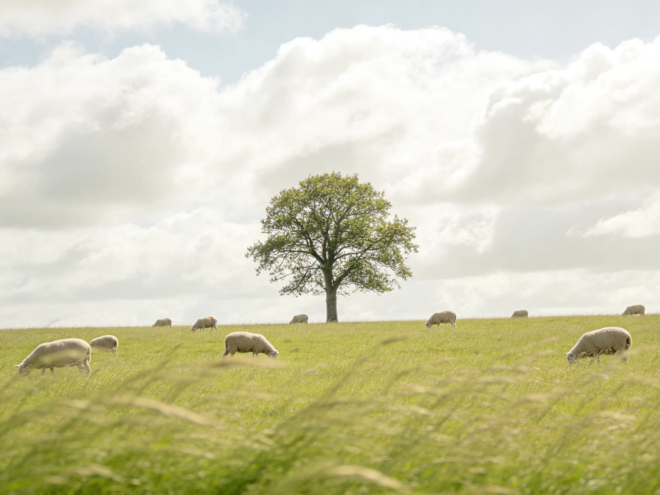 Sheep graze in a lush green field beside a solitary tree under cloudy skies
