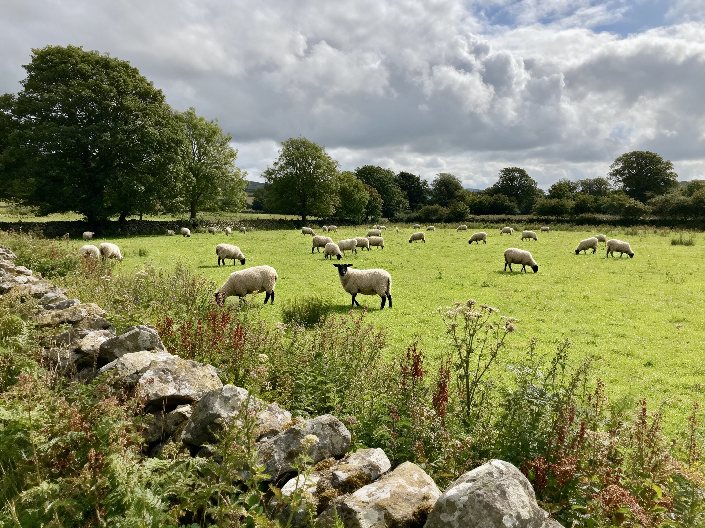 Sheep graze in a lush green pasture near an old stone wall