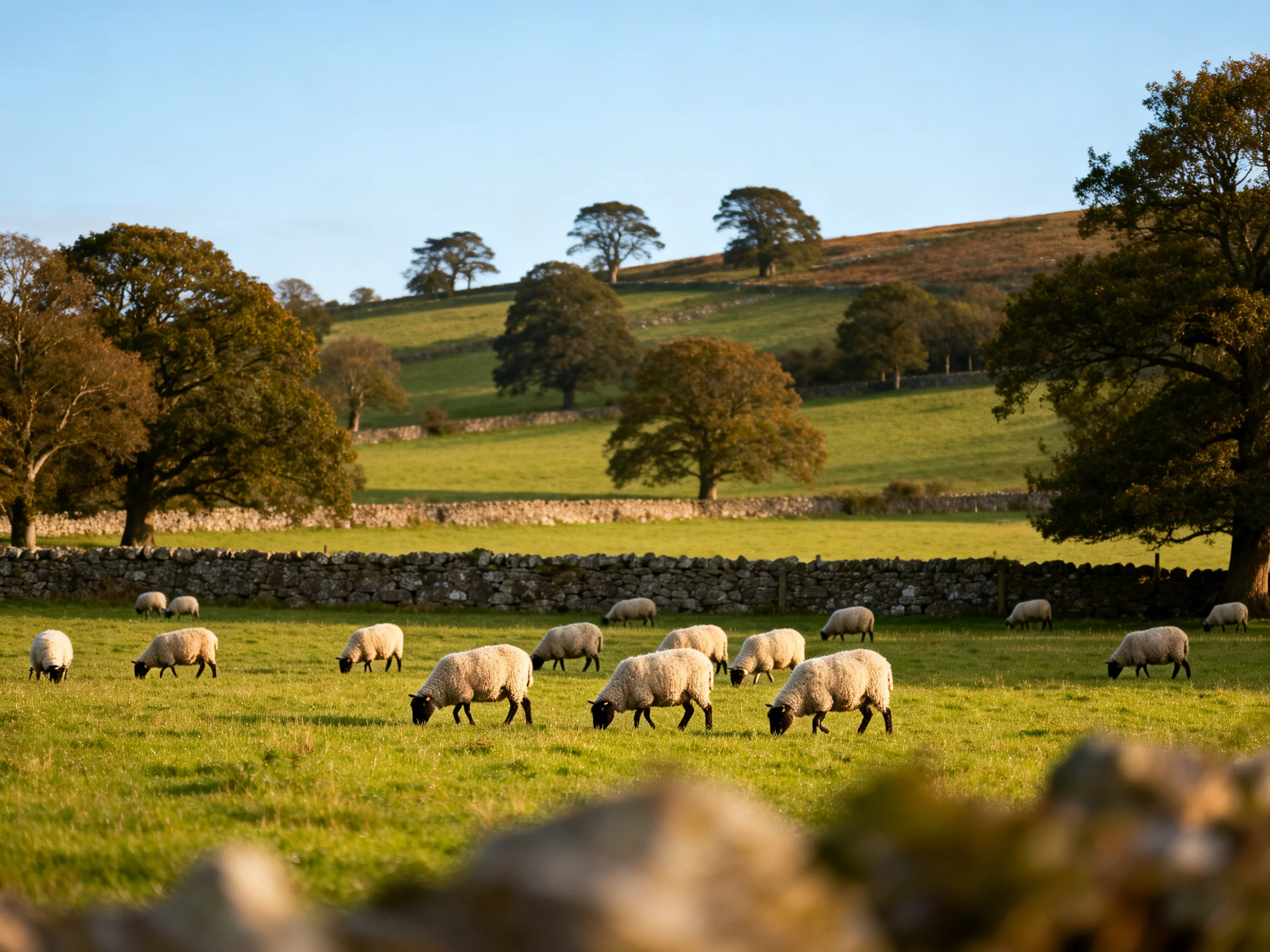 Sheep graze in a lush green pasture with stone walls and scattered trees