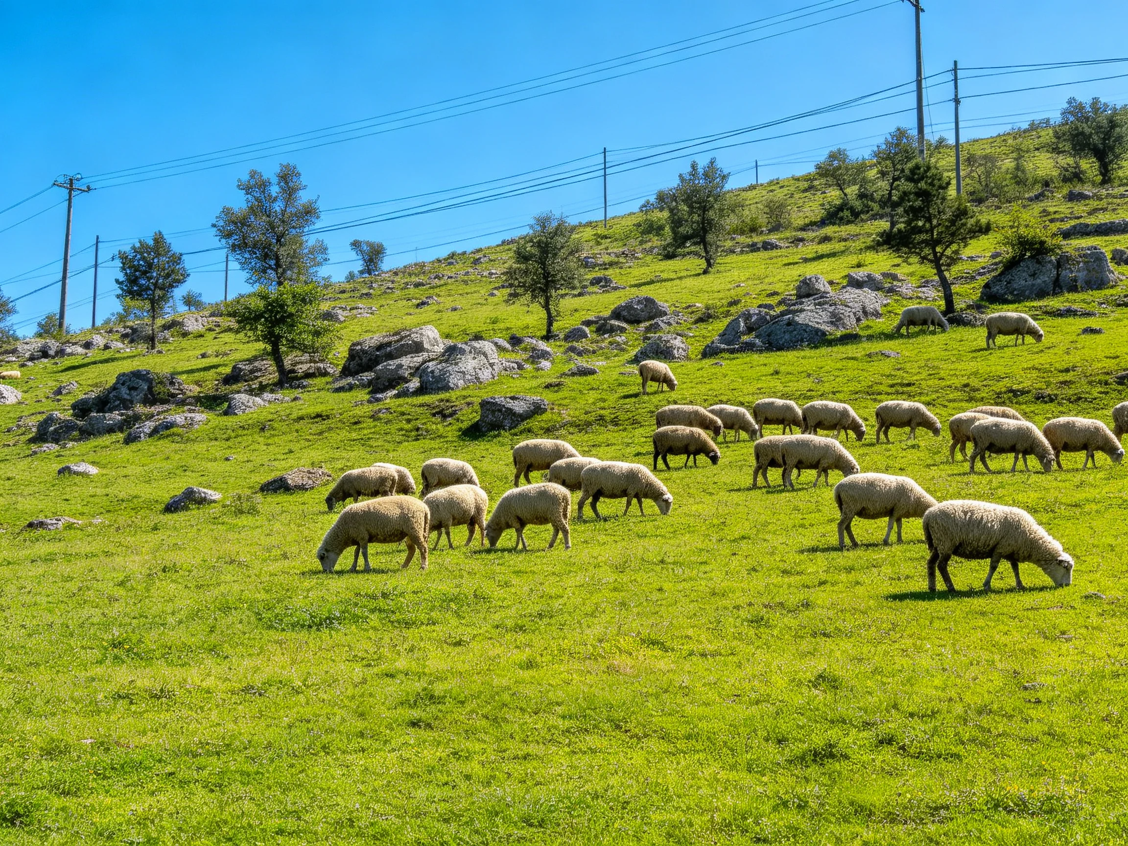 Sheep graze on a lush green hillside with scattered rocks