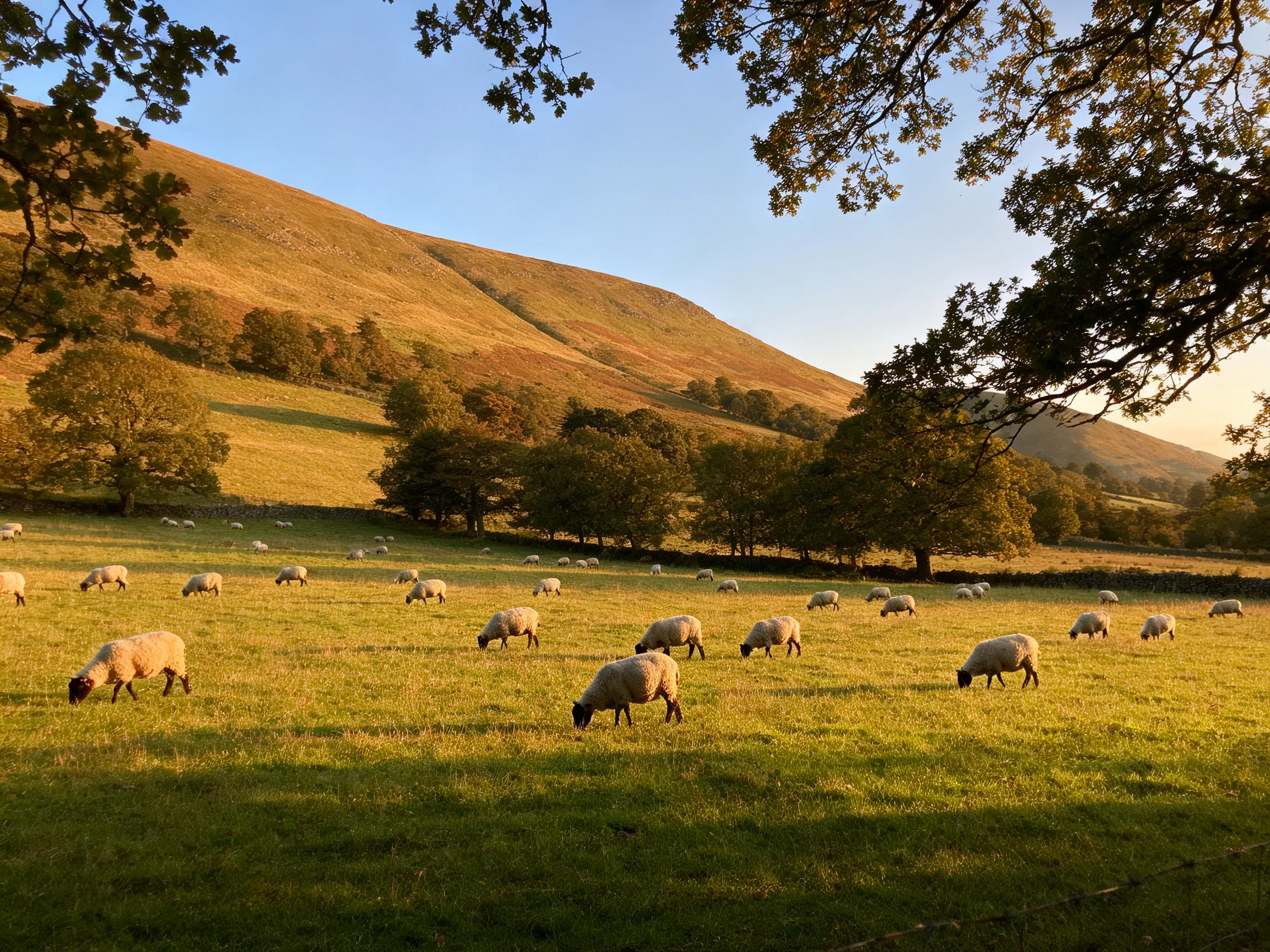 Sheep grazing in a golden-hued meadow near rolling hills