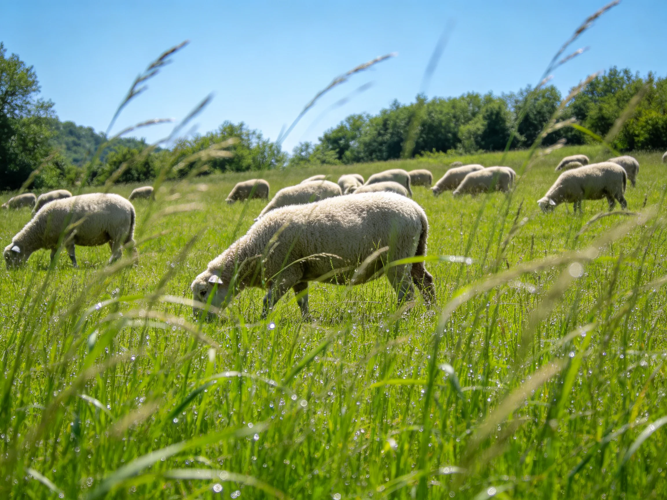 Sheep grazing in a lush green meadow with tall grass and clear blue sky
