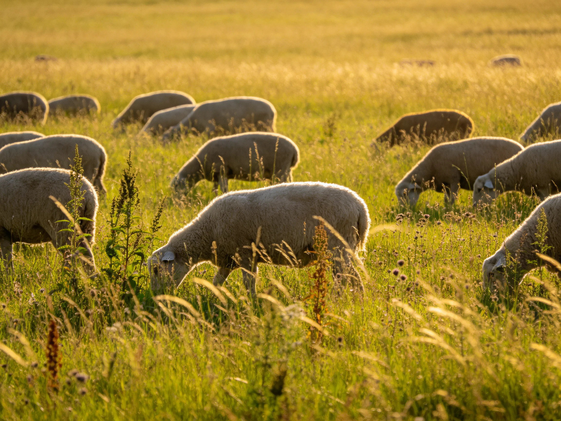 A flock of sheep grazes in a sun-drenched meadow with tall green grass.