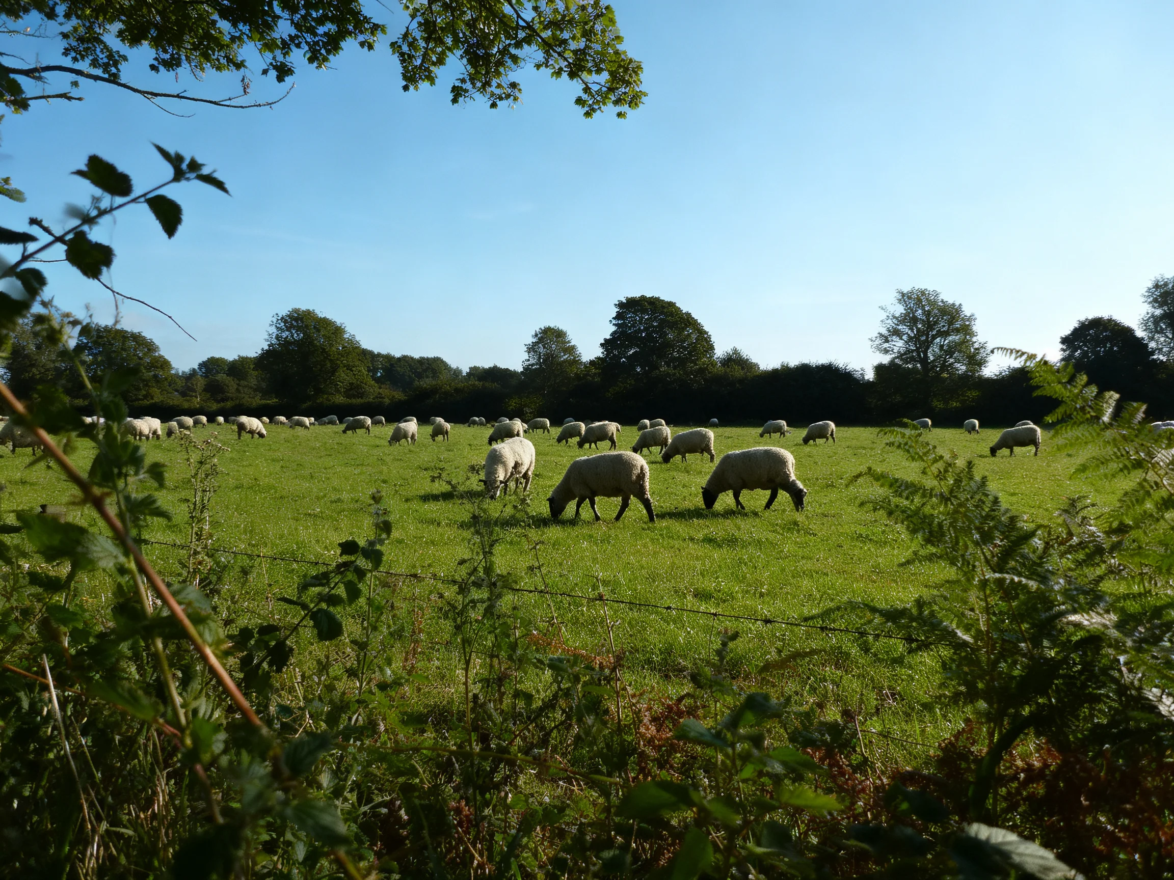Sheep grazing in a verdant pasture with distant trees