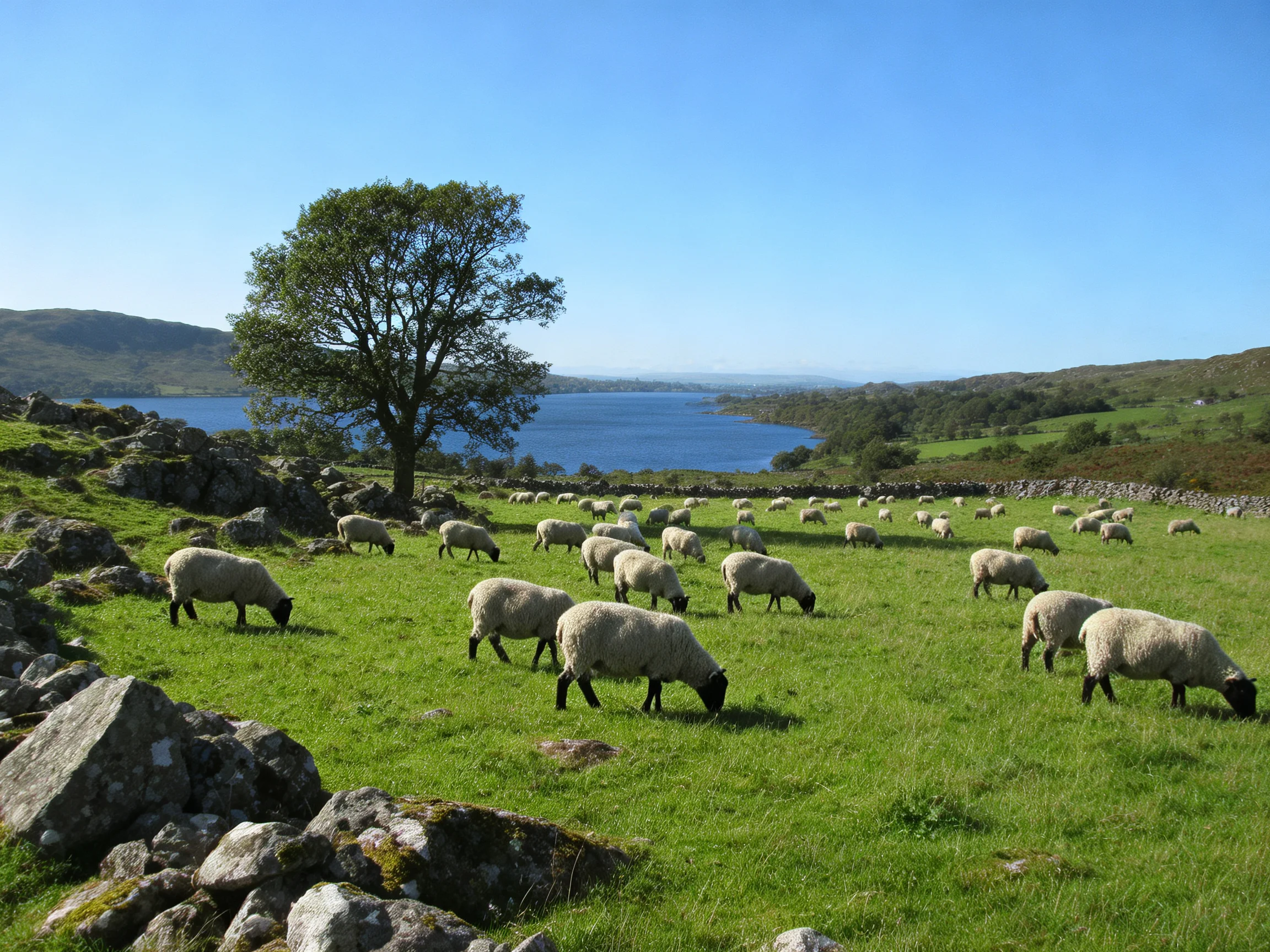 Sheep grazing in lush green pasture near a large tree and blue lake