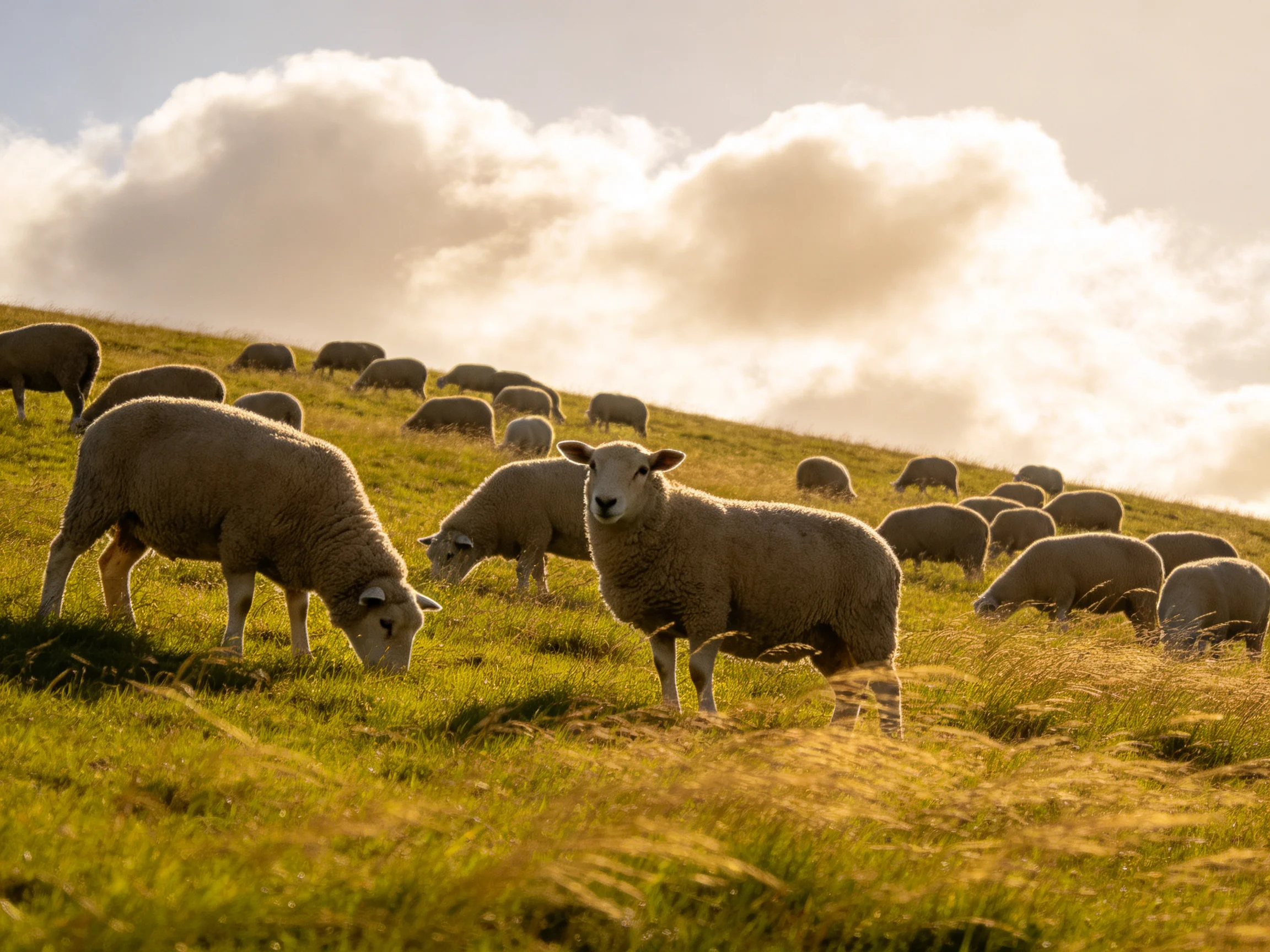 Sheep grazing on a sunlit green hillside with fluffy clouds