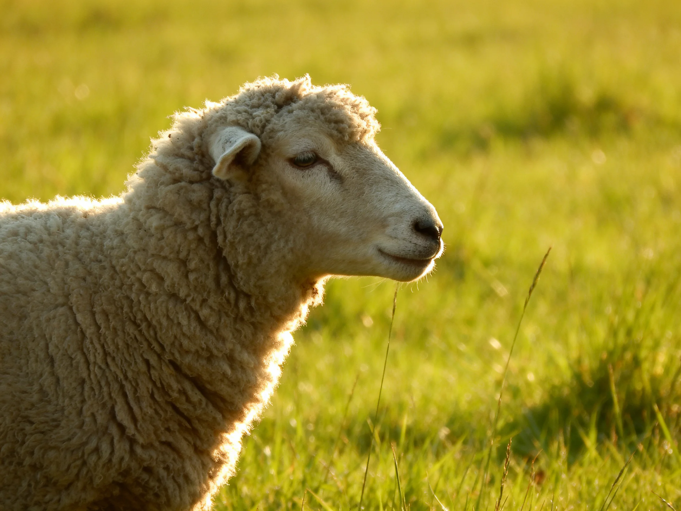 Thick-furred sheep in sunlit green meadow