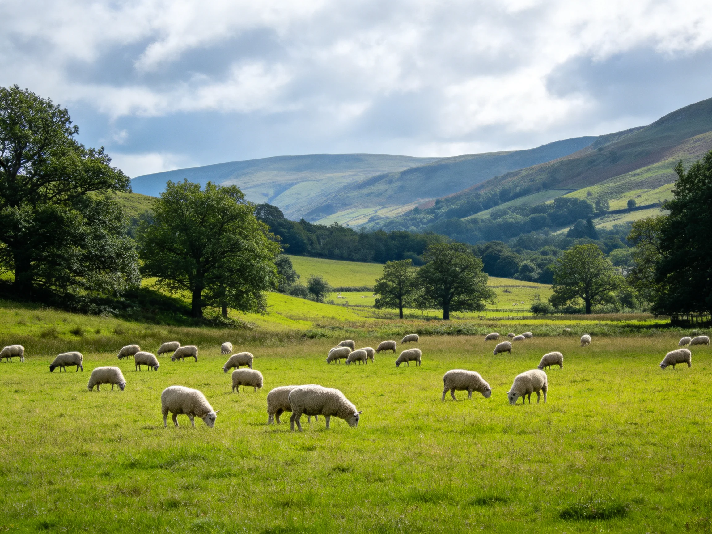 Thirty sheep graze in a lush green meadow near rolling hills