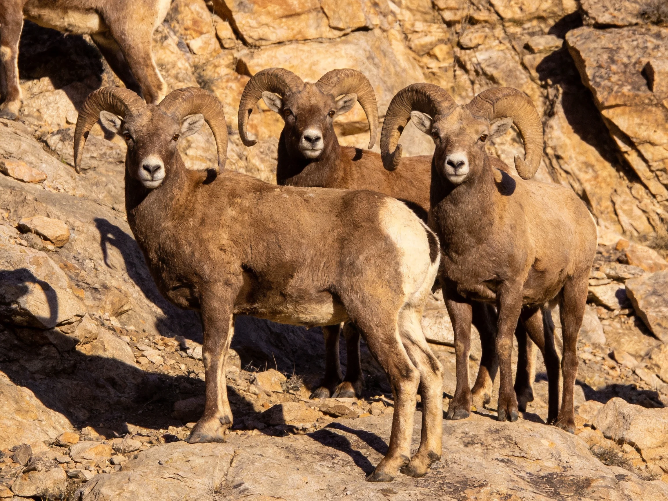 Three Bighorn Sheep with Curved Horns on Rocky Formations