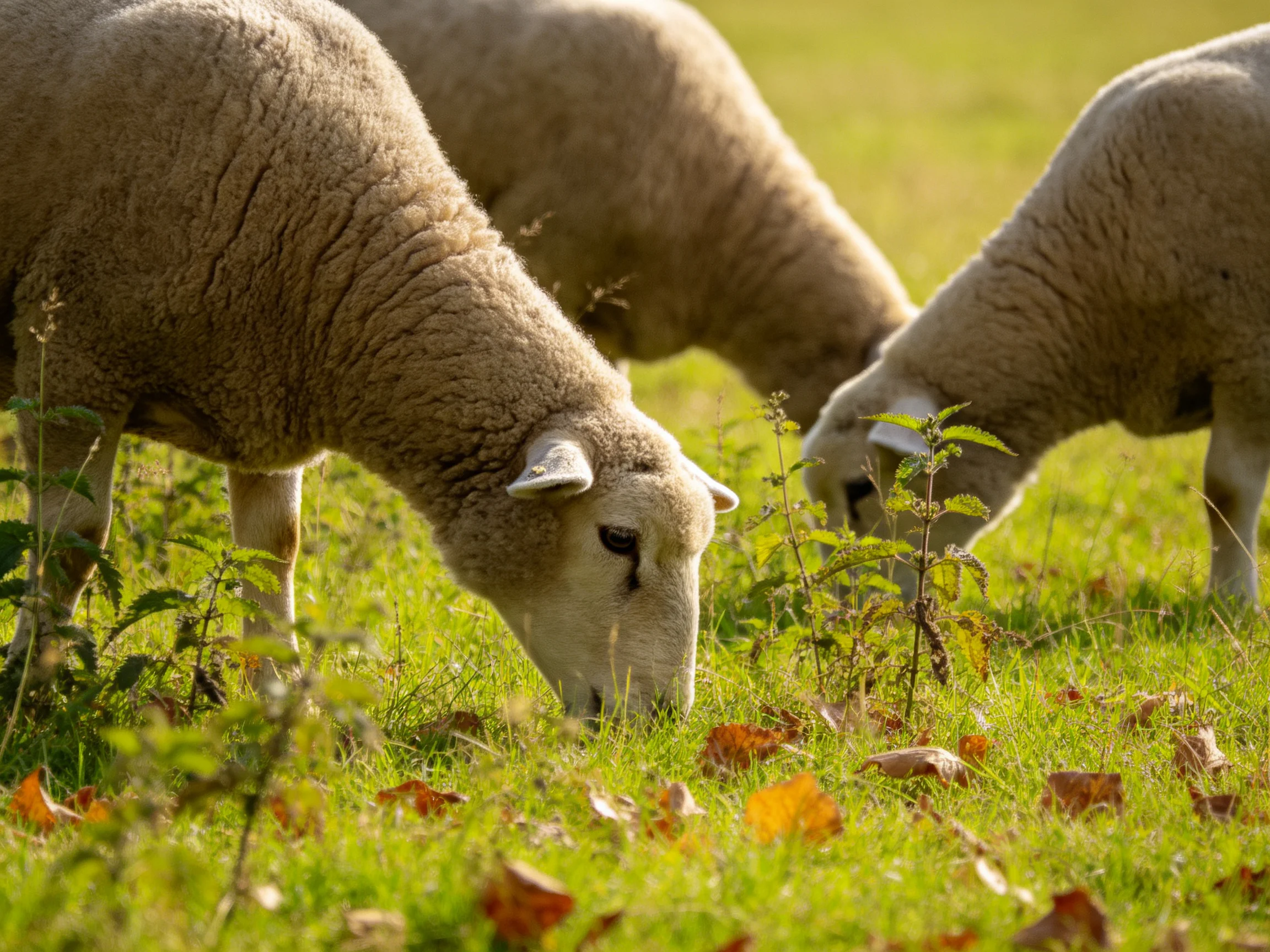 Three fluffy sheep graze in a sunlit green meadow