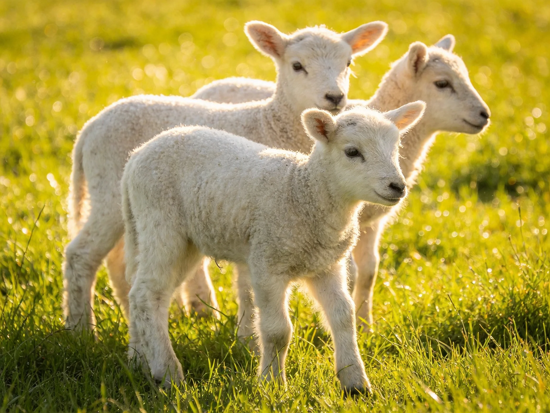 Three fluffy white lambs in a sunlit green meadow