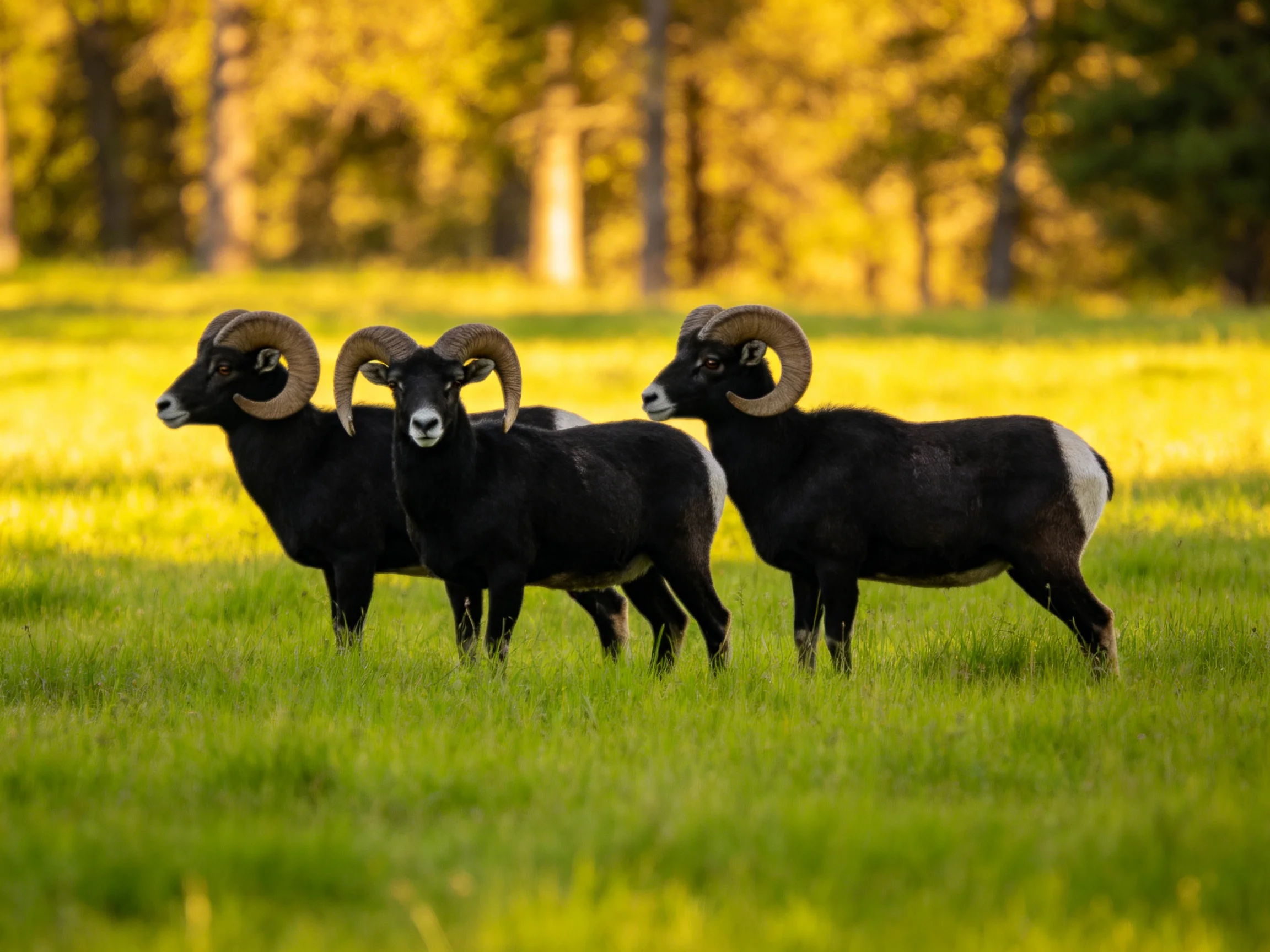 Three horned animals with black and white coats in a sunlit meadow