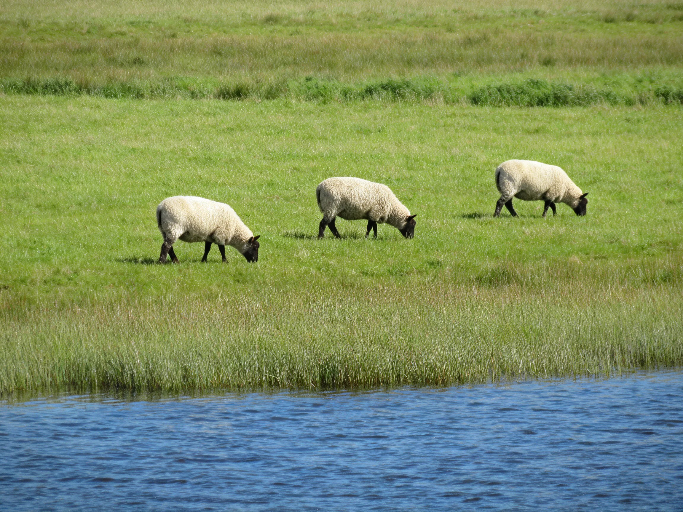 Three sheep graze in a lush green meadow near calm blue water