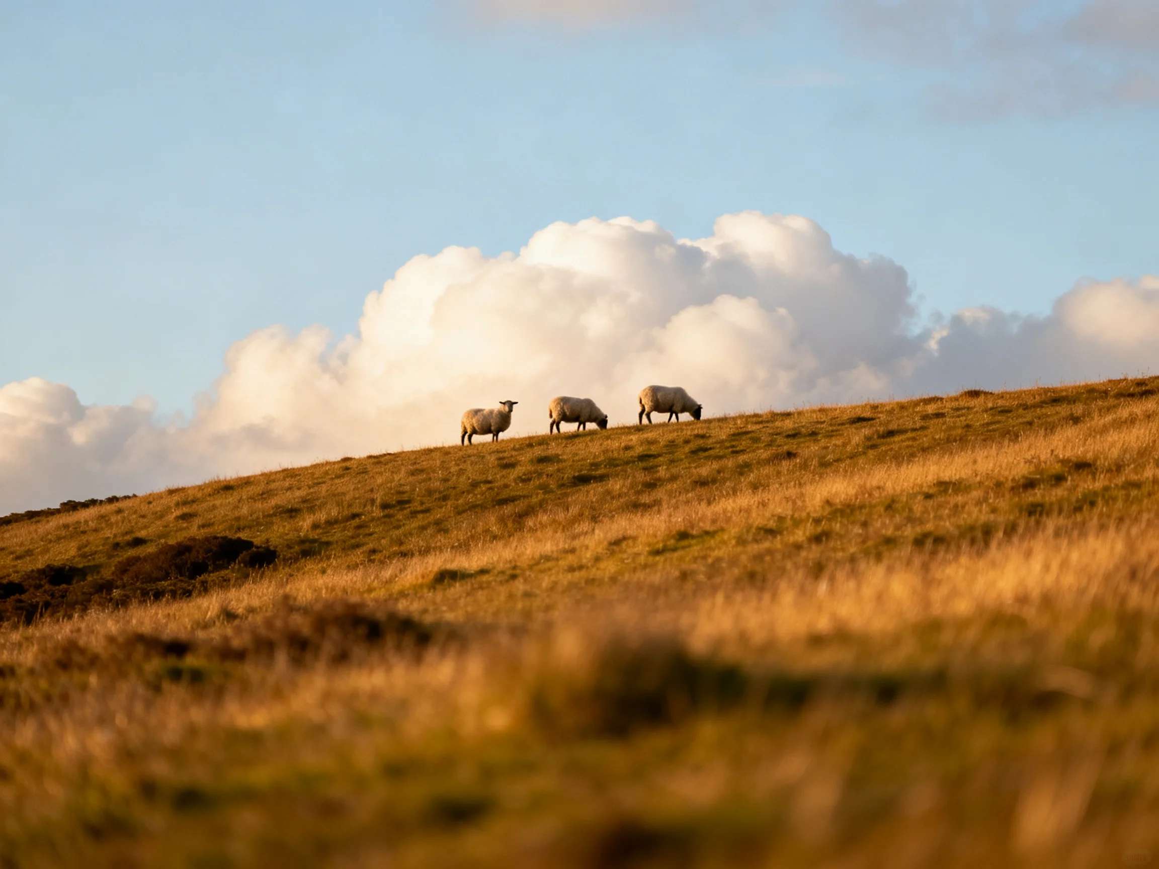 Three sheep graze on a golden-hued hillside beneath fluffy white clouds