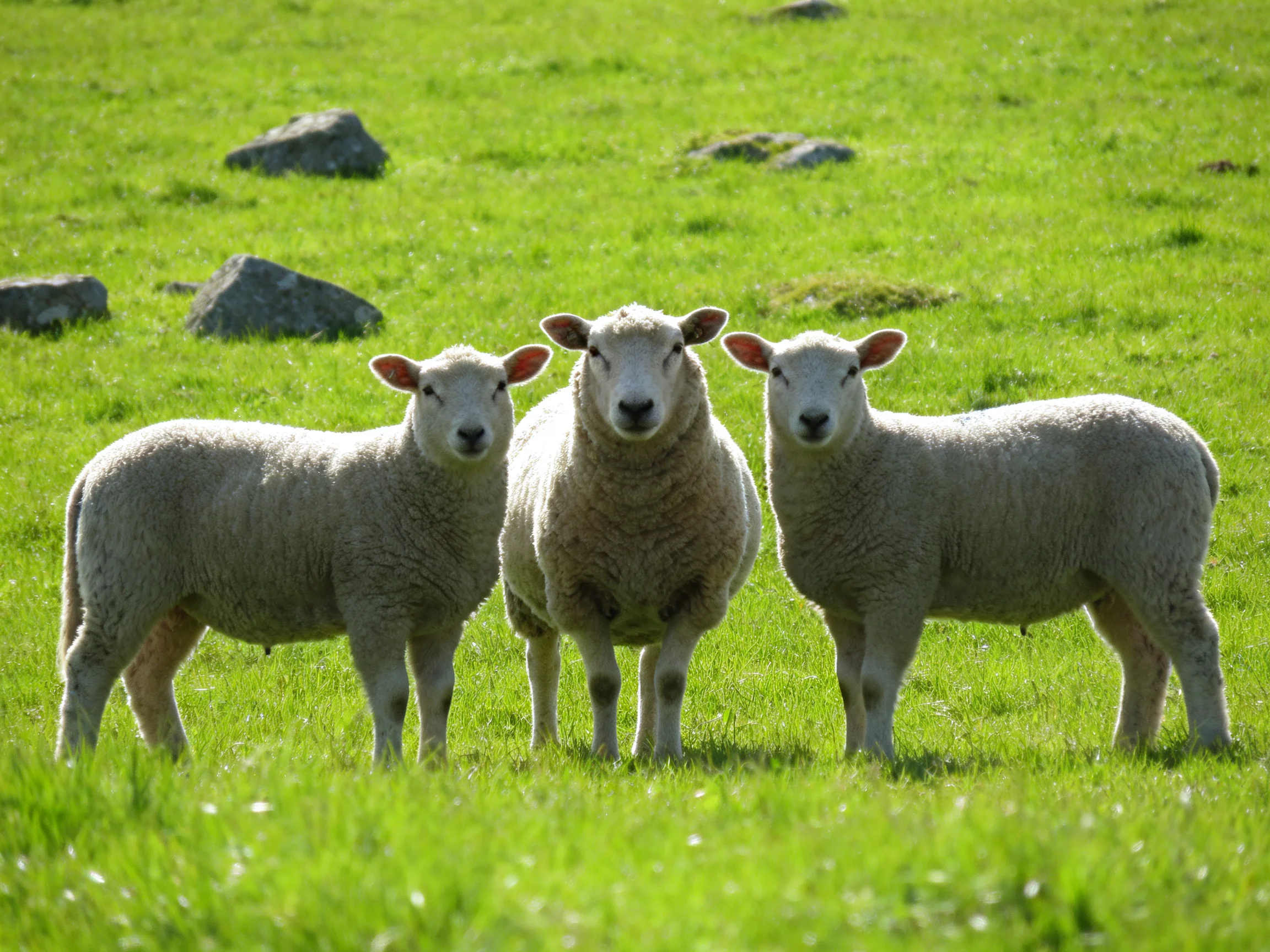 Three sheep in a lush green meadow with scattered rocks