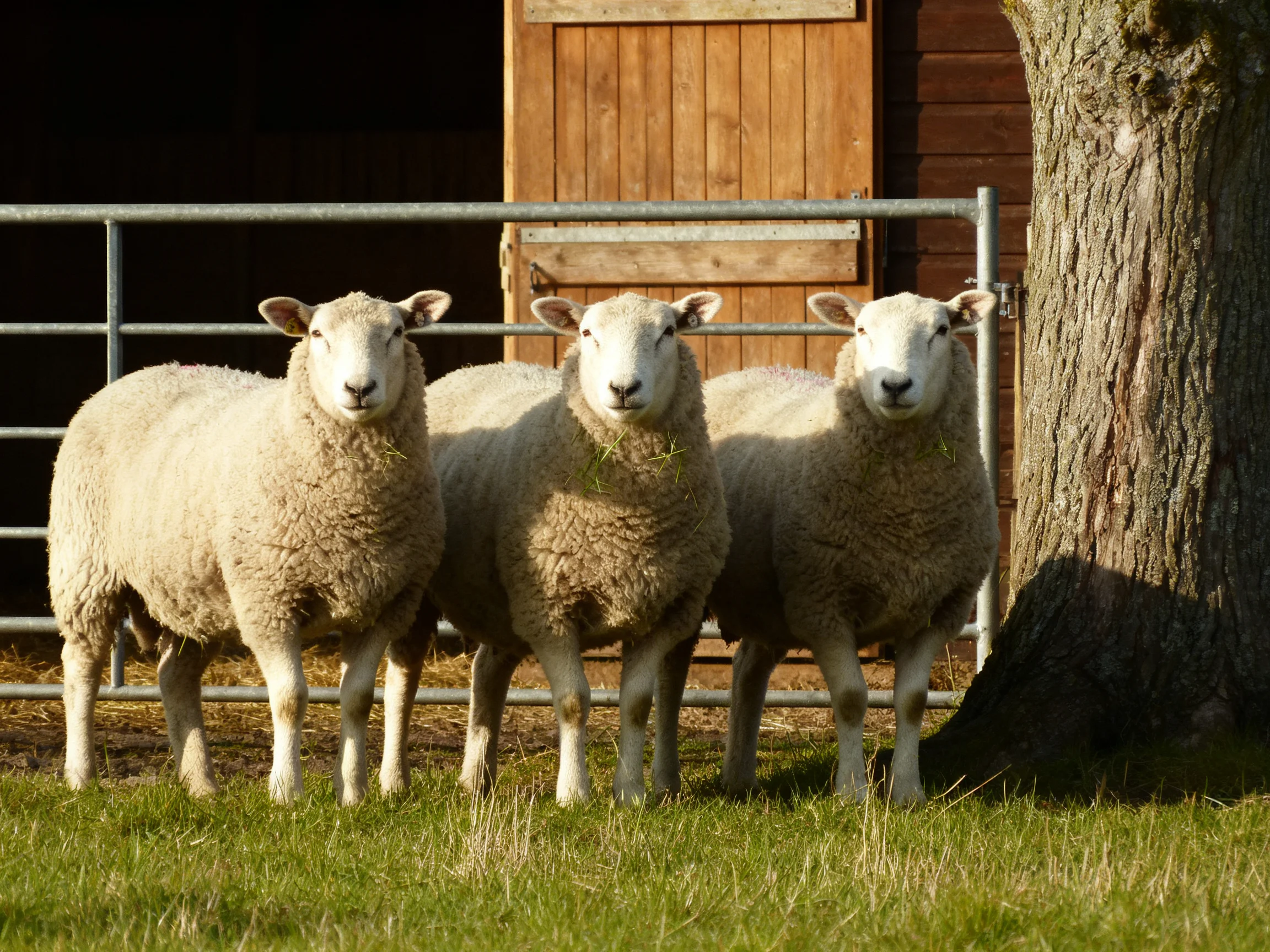 Three sheep with thick wool stand near a barn and tree