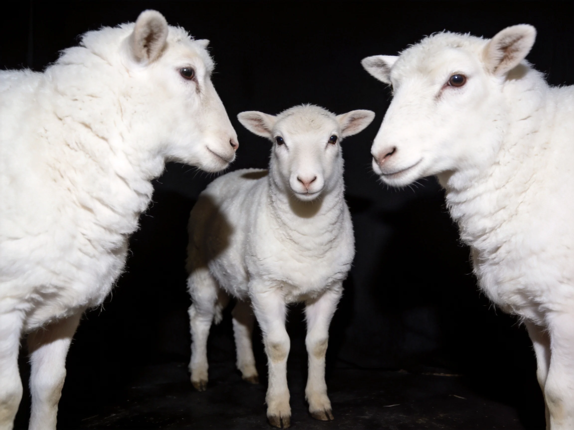 Three white lambs with thick wool positioned in darkness