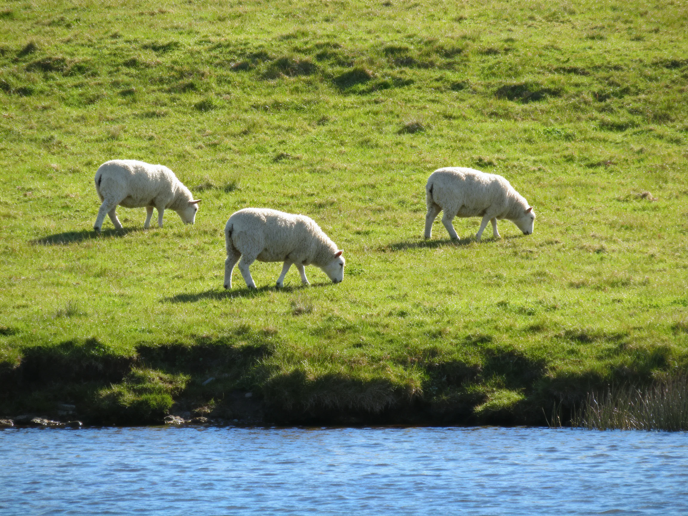 Three white sheep graze on lush green pasture near a blue body of water