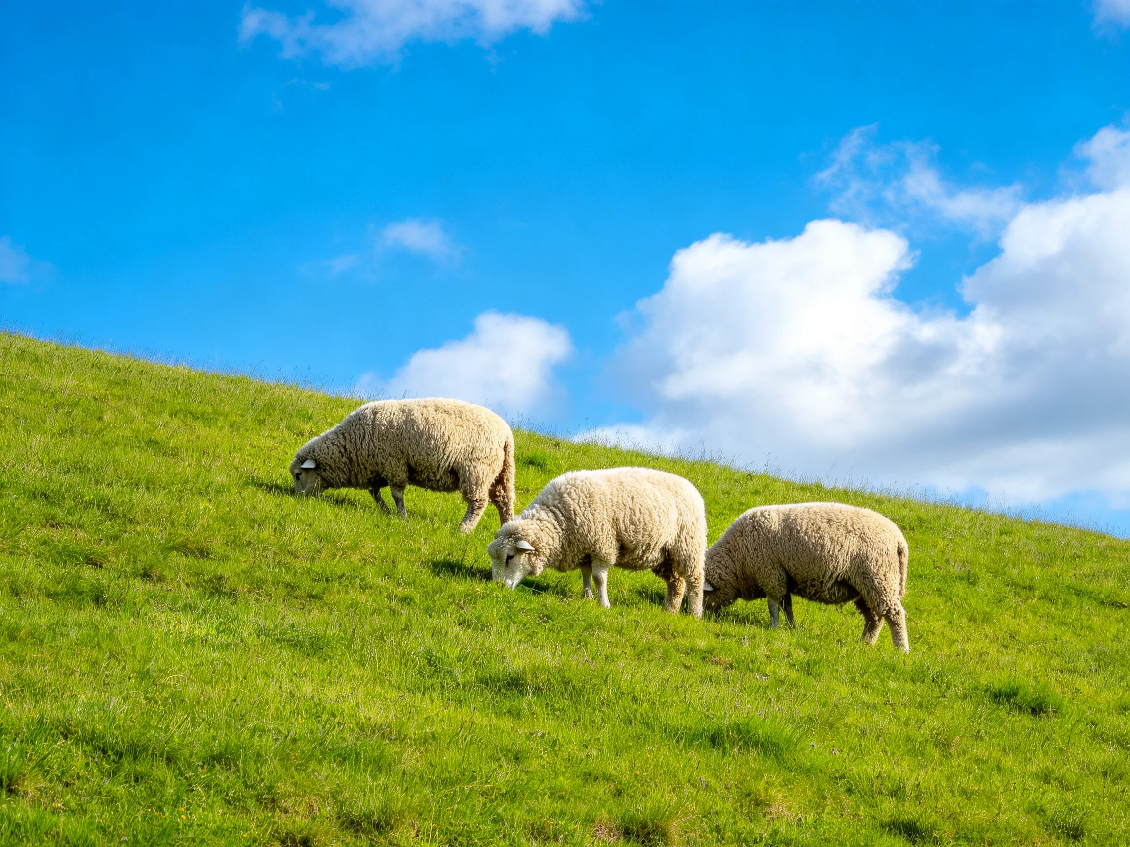 Three woolly sheep graze on a lush green hillside under bright blue sky