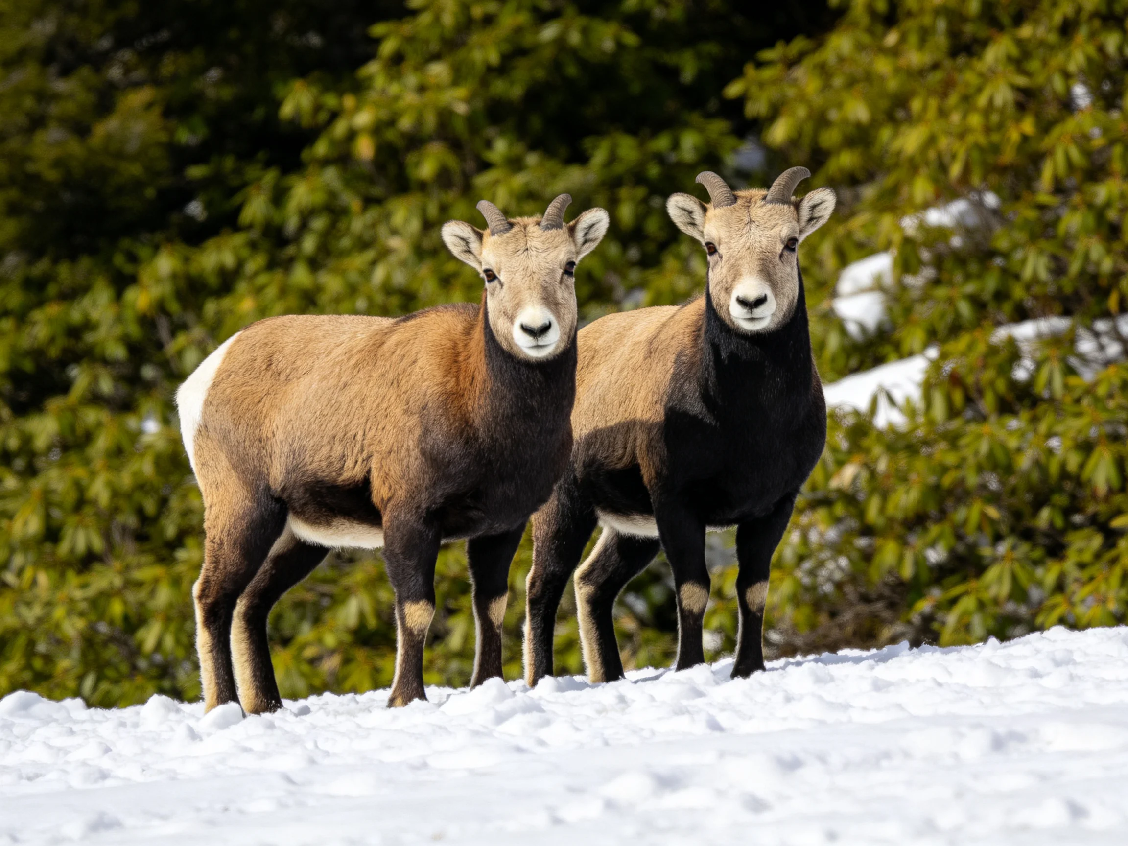 Two bighorn sheep stand on snowy terrain near evergreen trees
