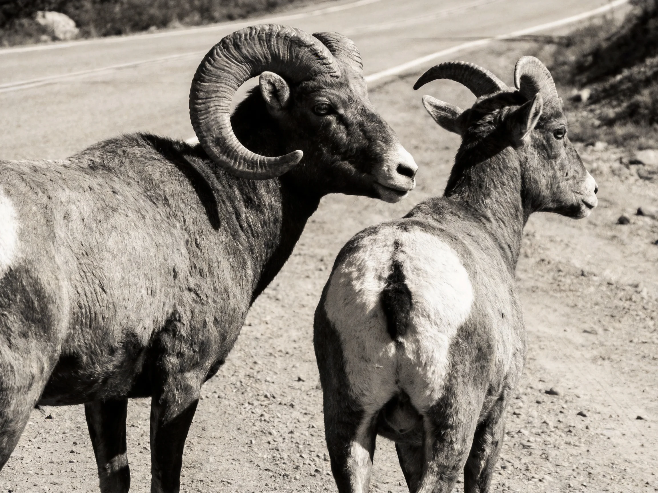 Two bighorn sheep with large curved horns near a paved road