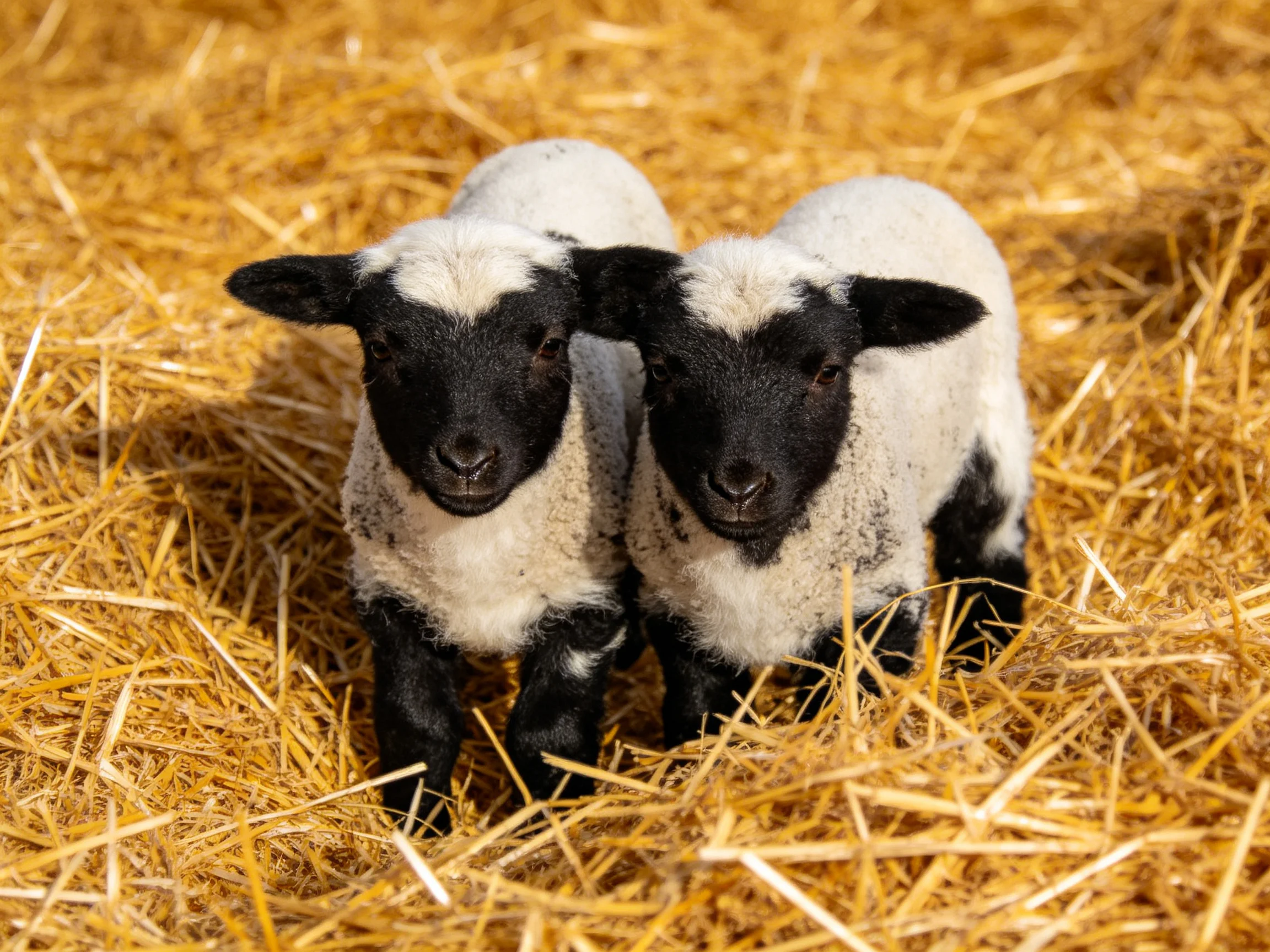 Two black - and - white lambs nestled in golden straw
