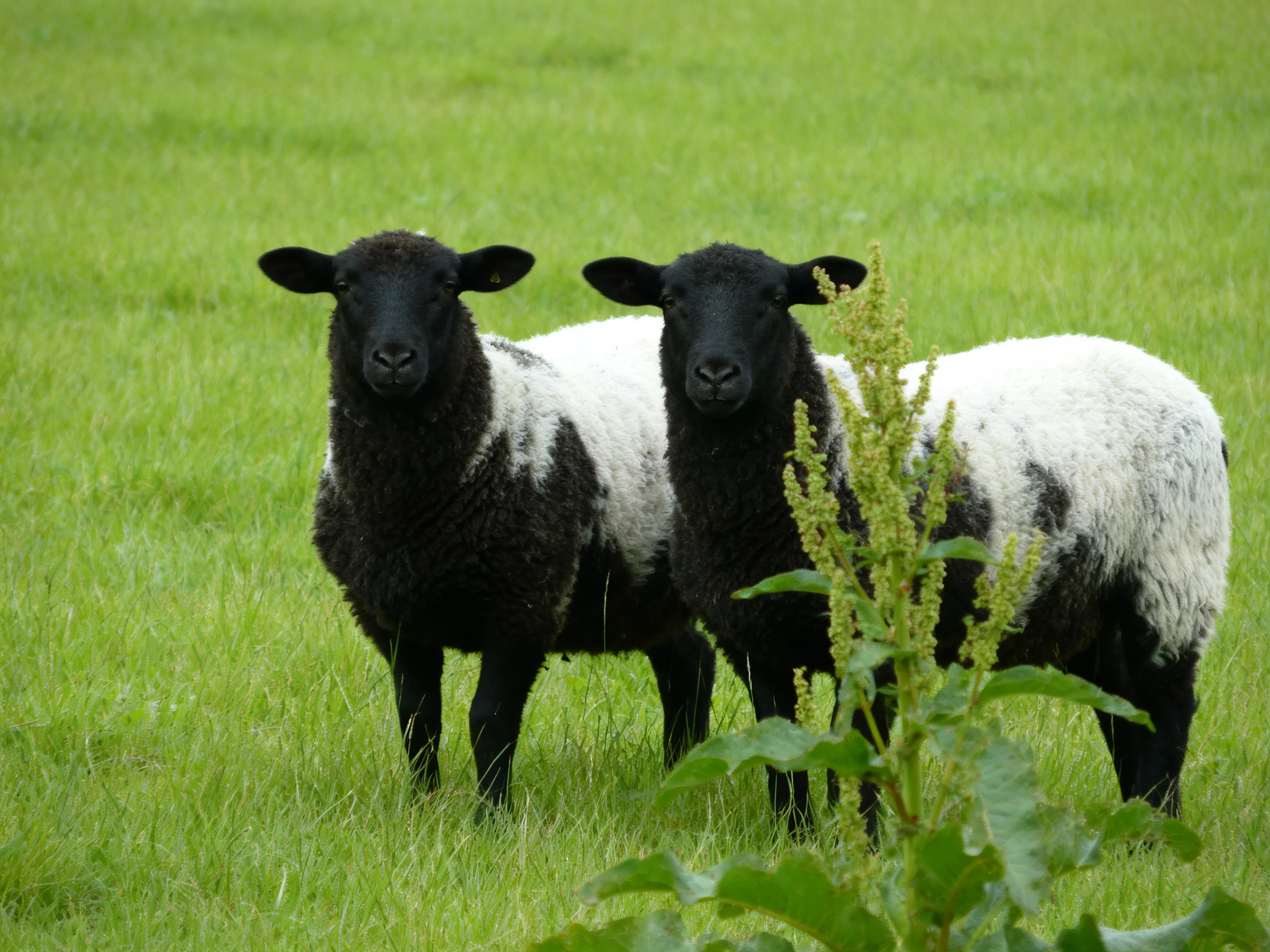 Two black-and-white sheep in a green pasture